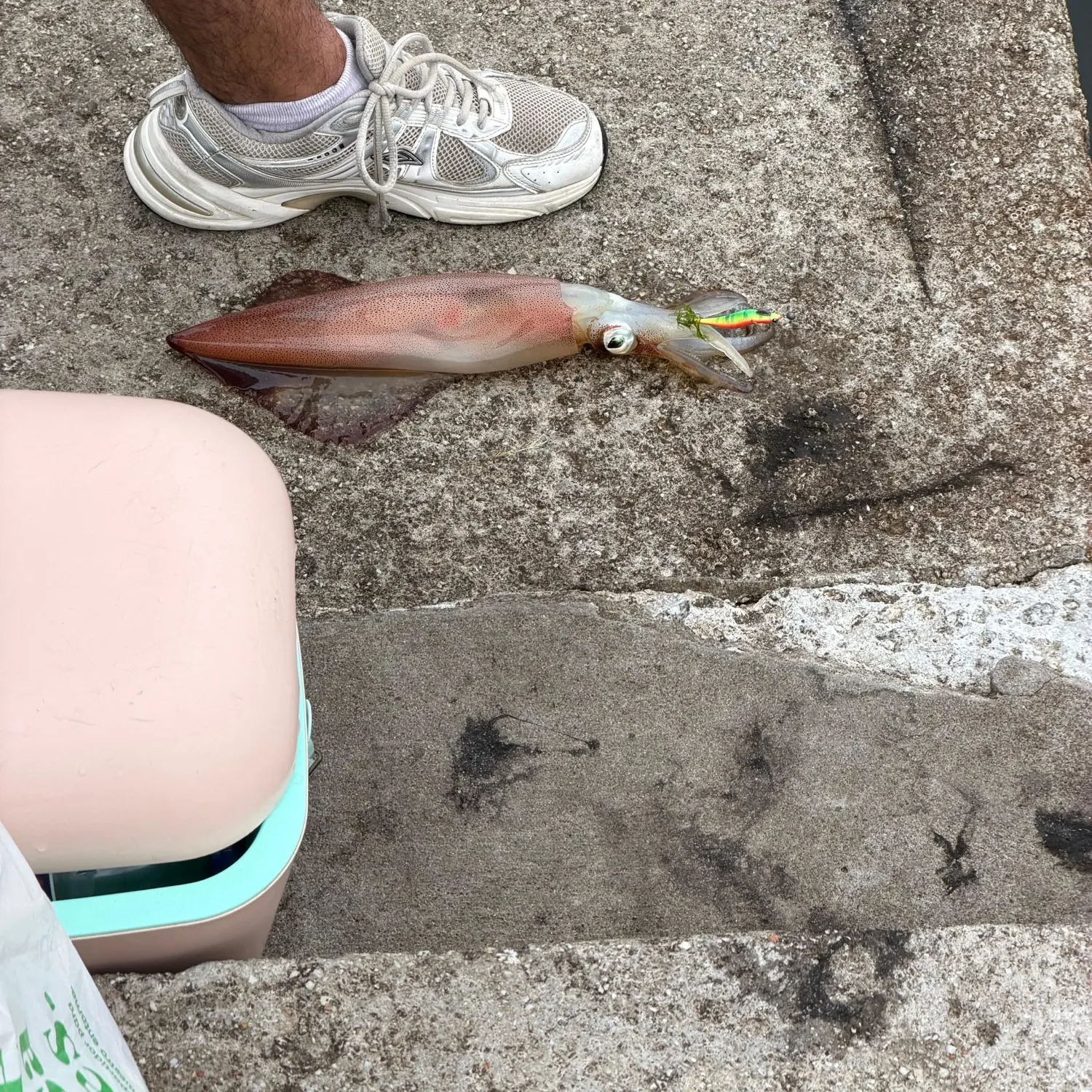 The most recent Gould's squid catches on Fishbrain