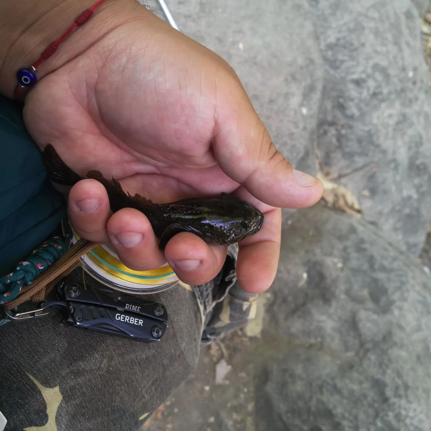 The most recent Prickly sculpin catches on Fishbrain