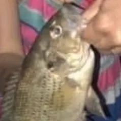 The most recent Rock bass catches on Fishbrain