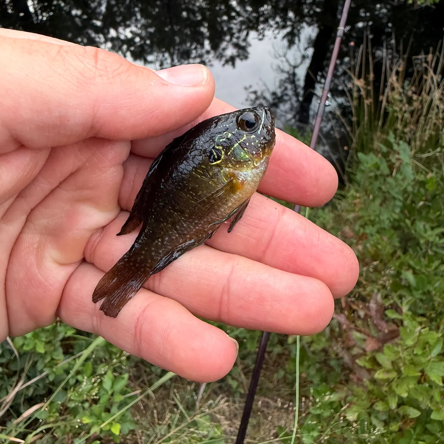 The most recent Banded sunfish catches on Fishbrain