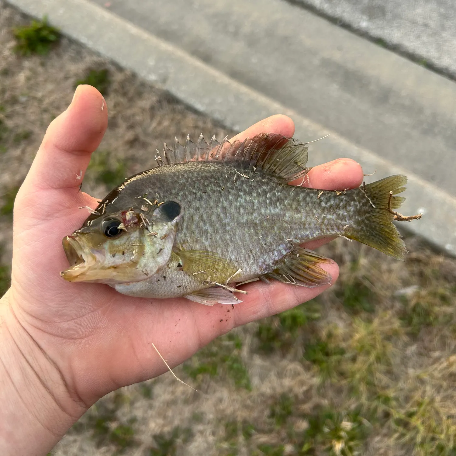 The most recent Greengill hybrid catches on Fishbrain