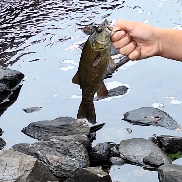 Smallmouth bass caught on Fishbrain