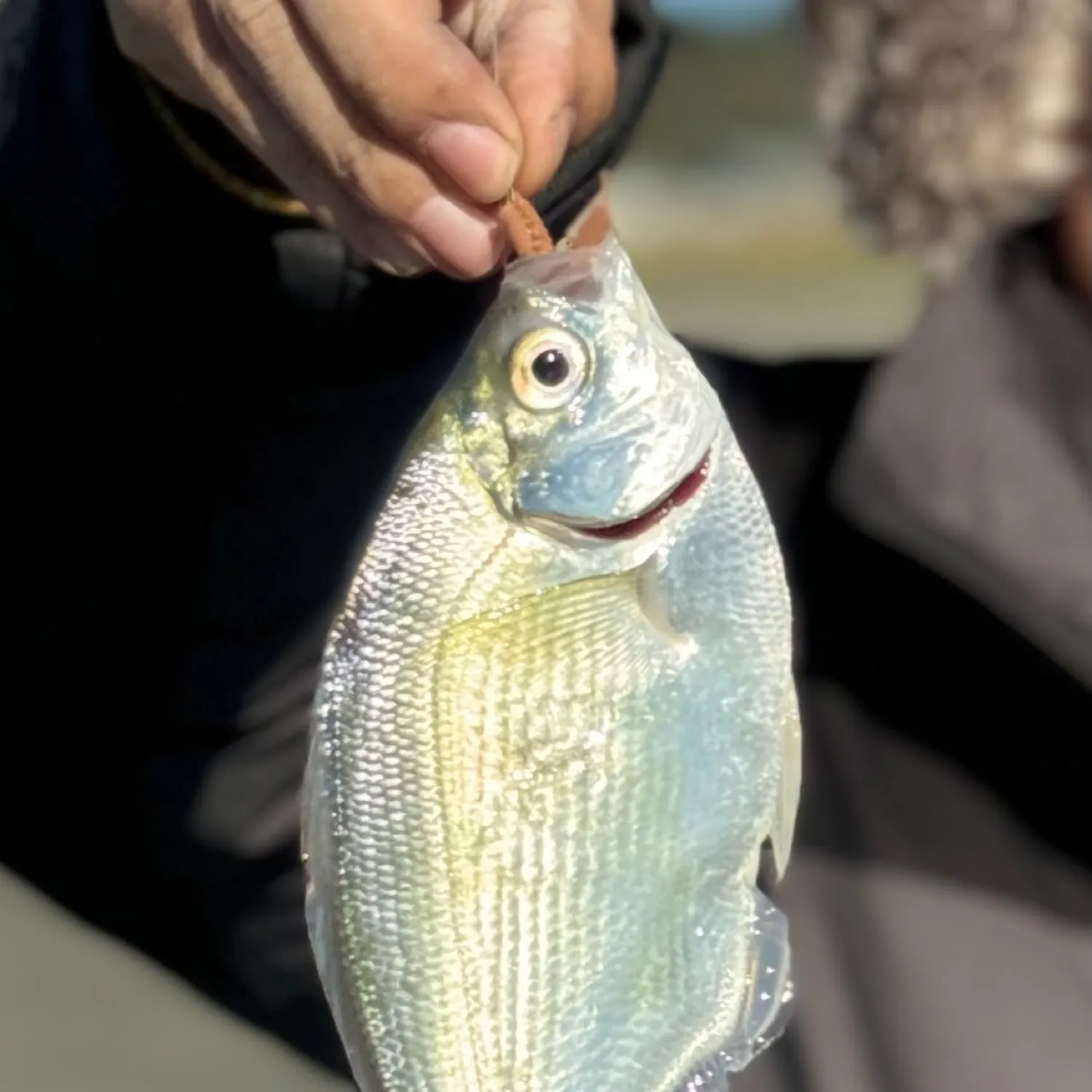 The most popular recent Silver surfperch catch on Fishbrain