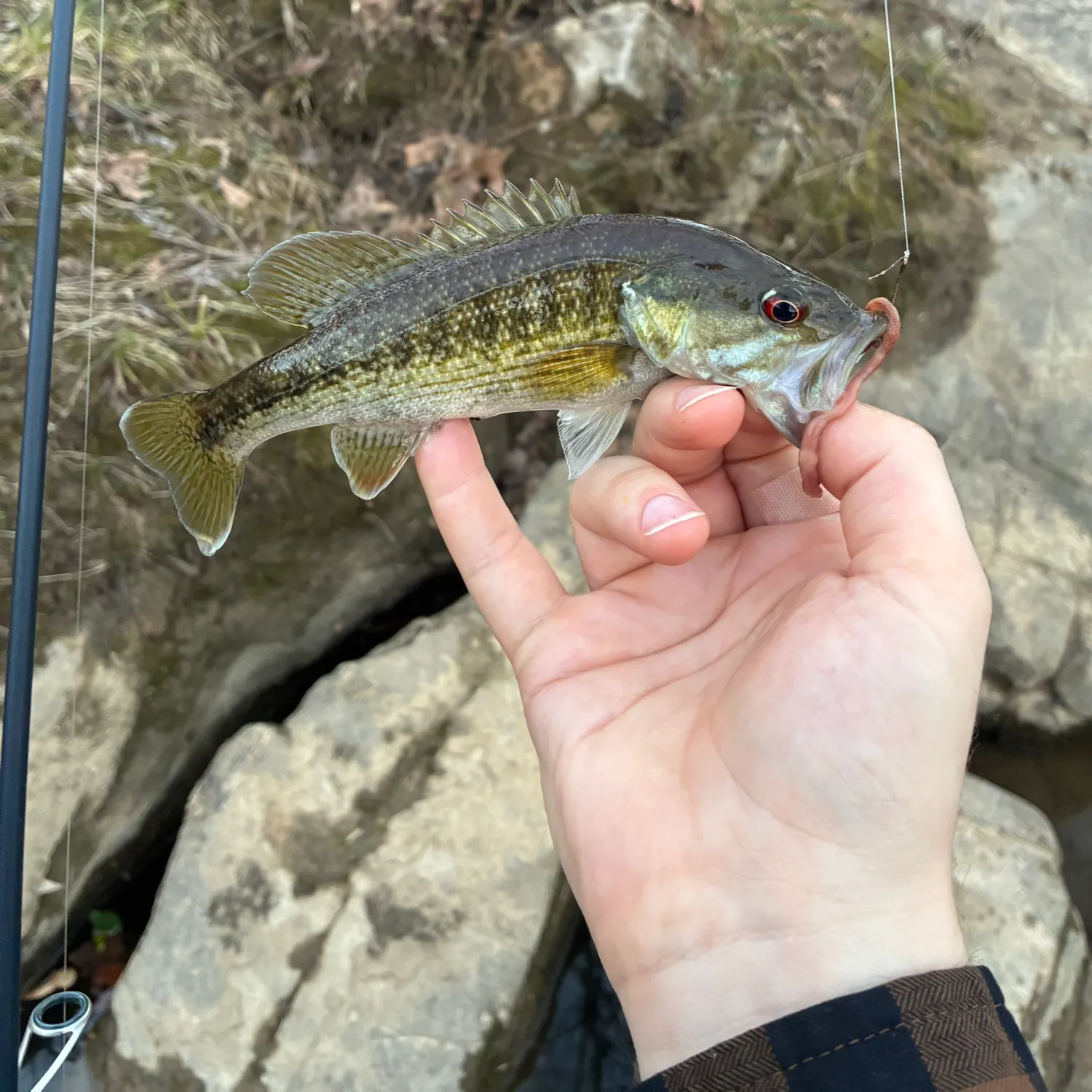 The most recent Cahaba bass catches on Fishbrain