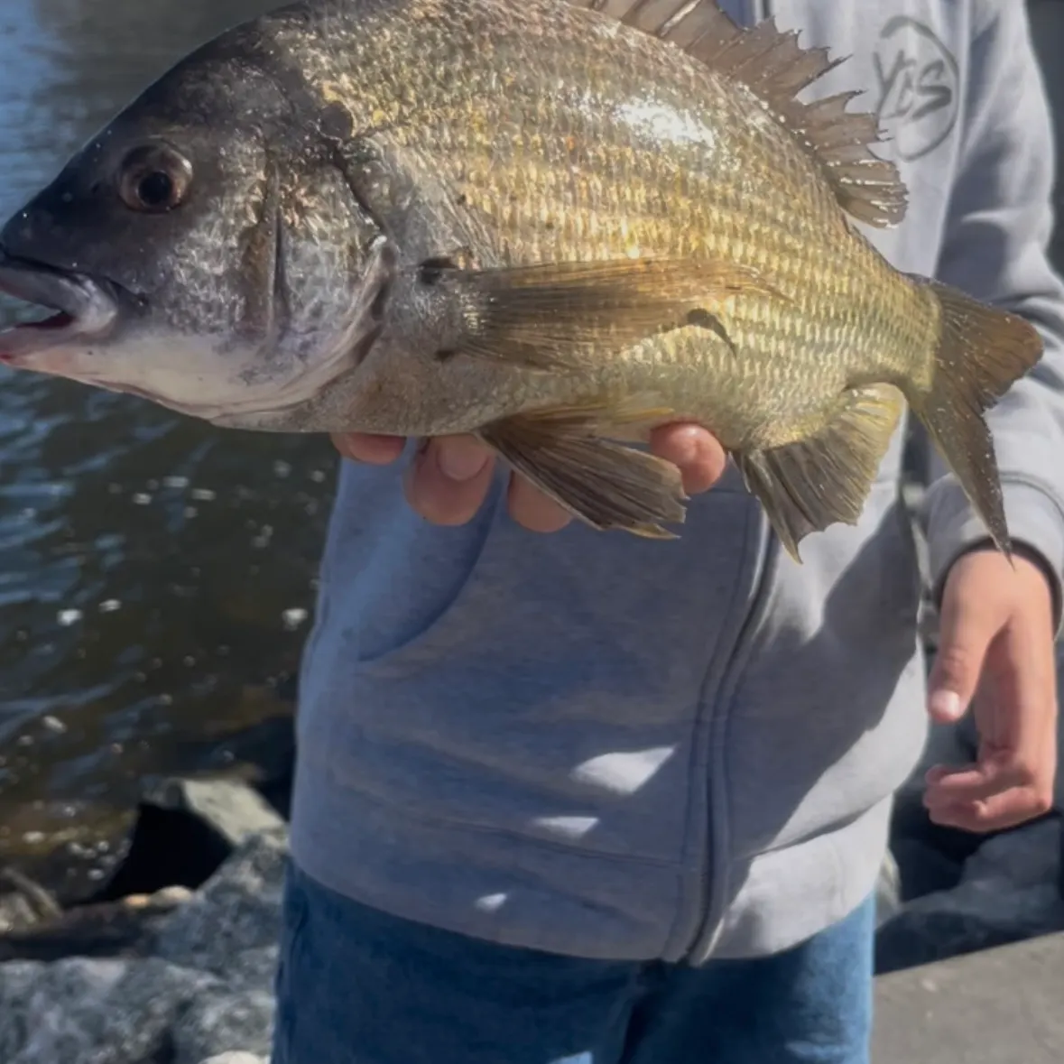 The most recent Southern black bream catches on Fishbrain