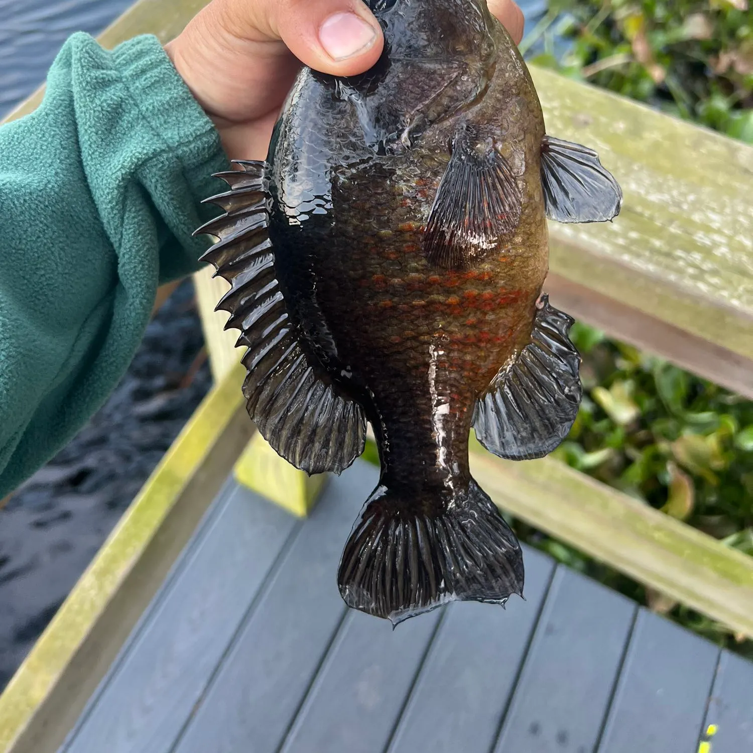 recently logged catches