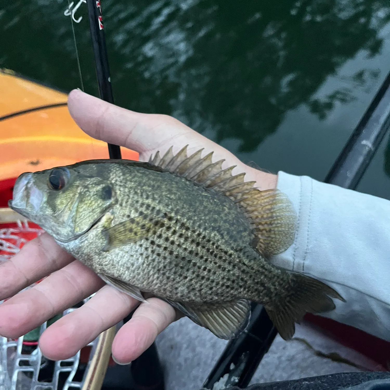 Rock bass caught on Fishbrain