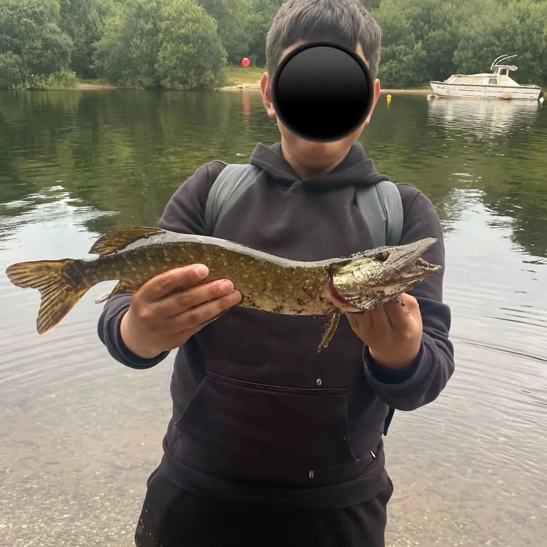 Northern pike caught on Fishbrain