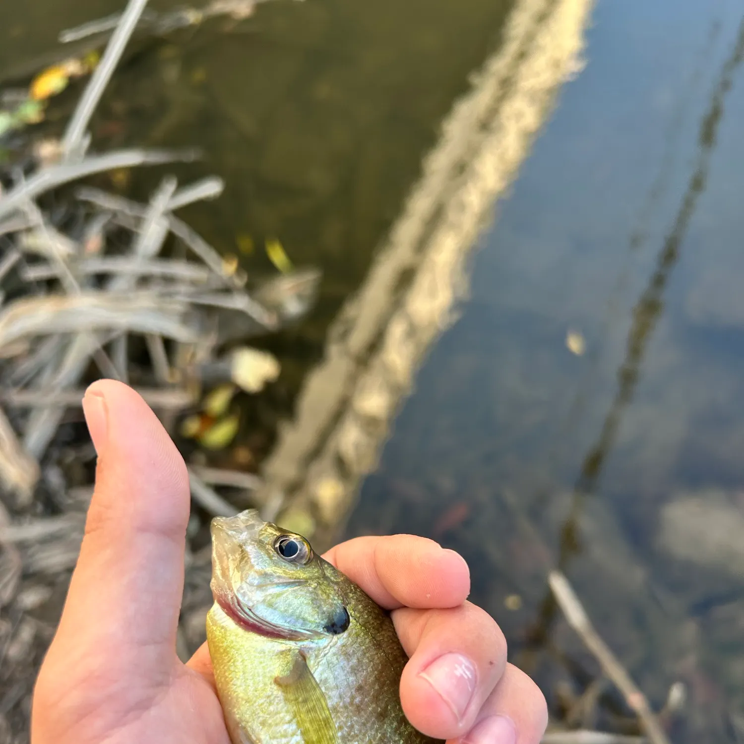 Bluegill caught on Fishbrain