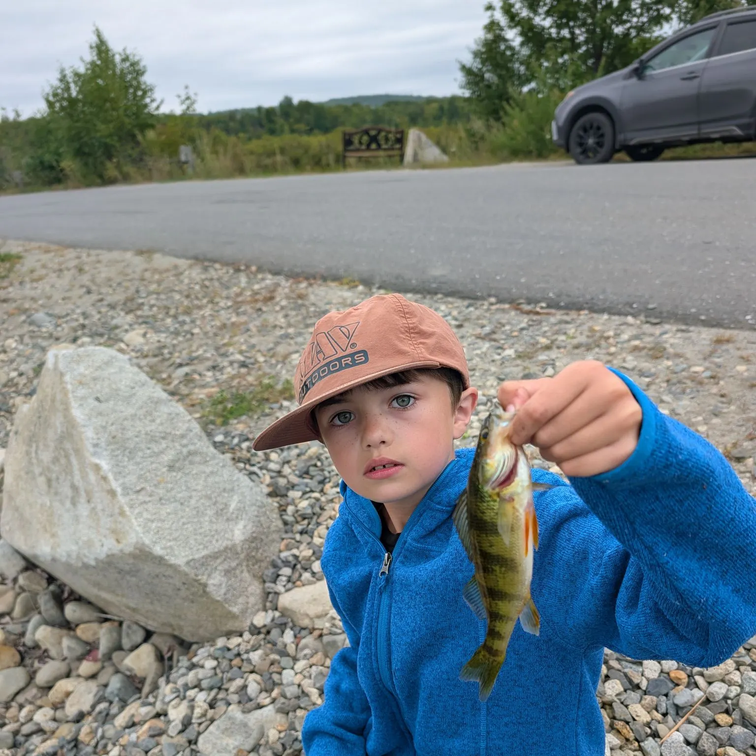 Yellow perch caught on Fishbrain