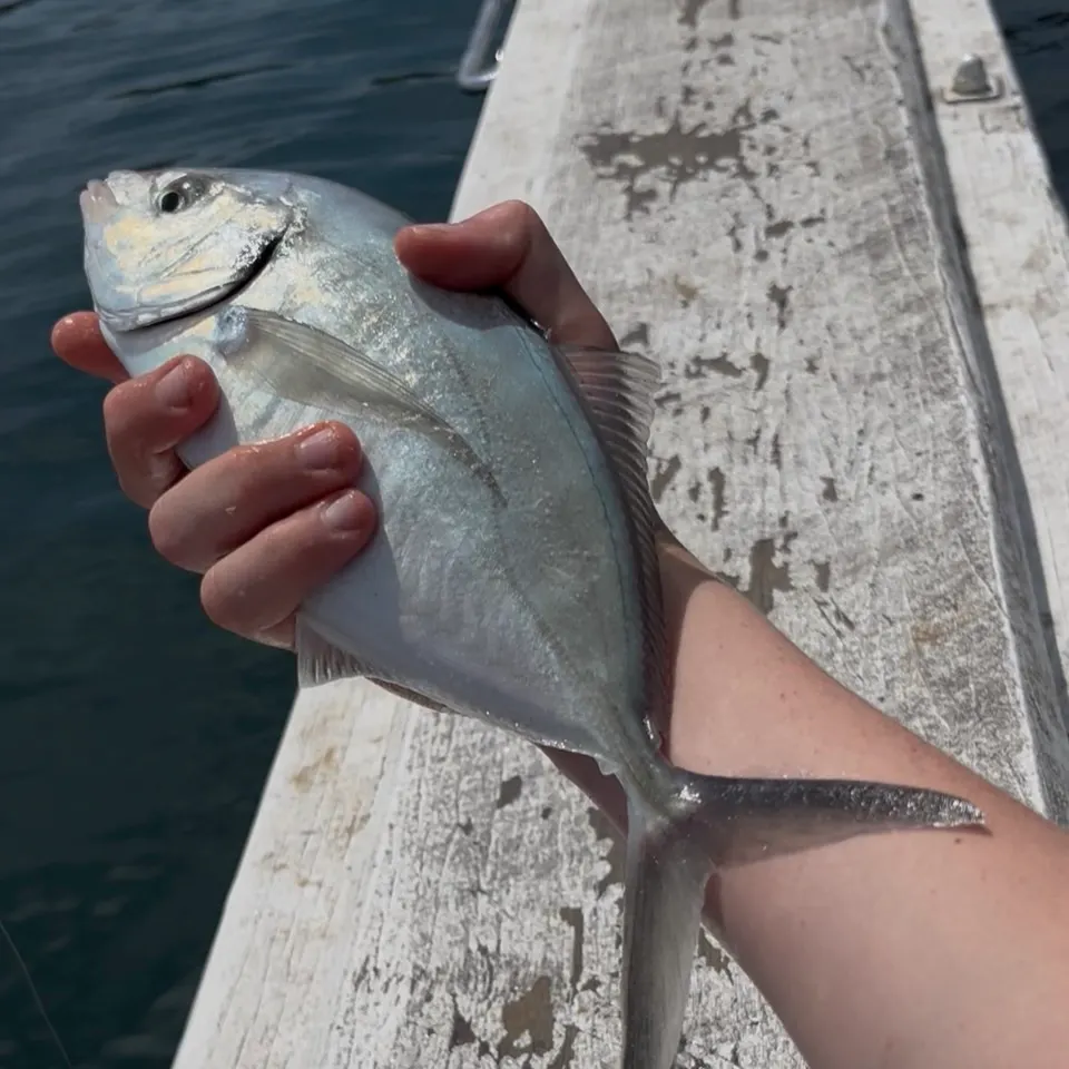 White trevally caught on Fishbrain