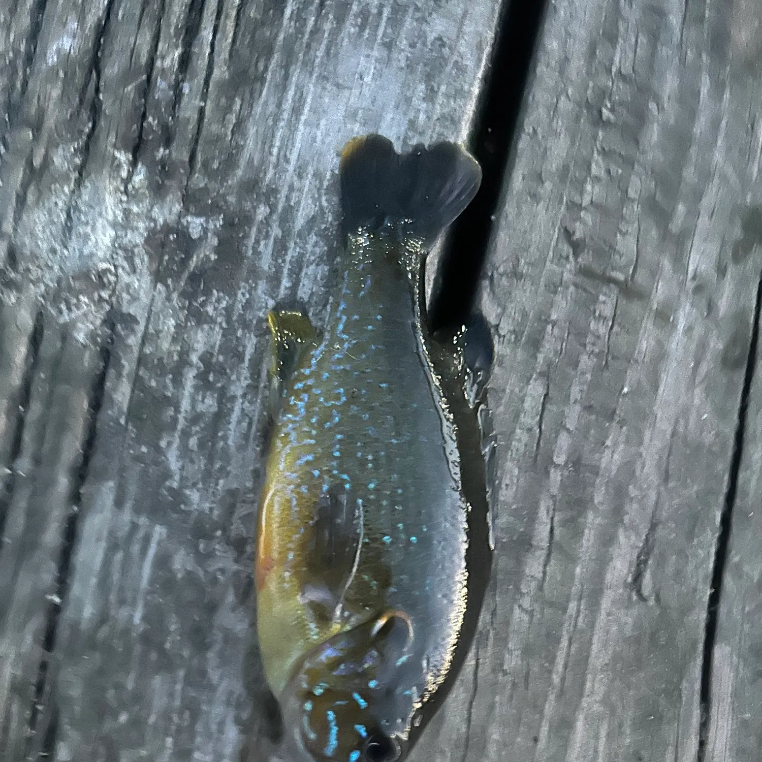 Greengill hybrid caught on Fishbrain