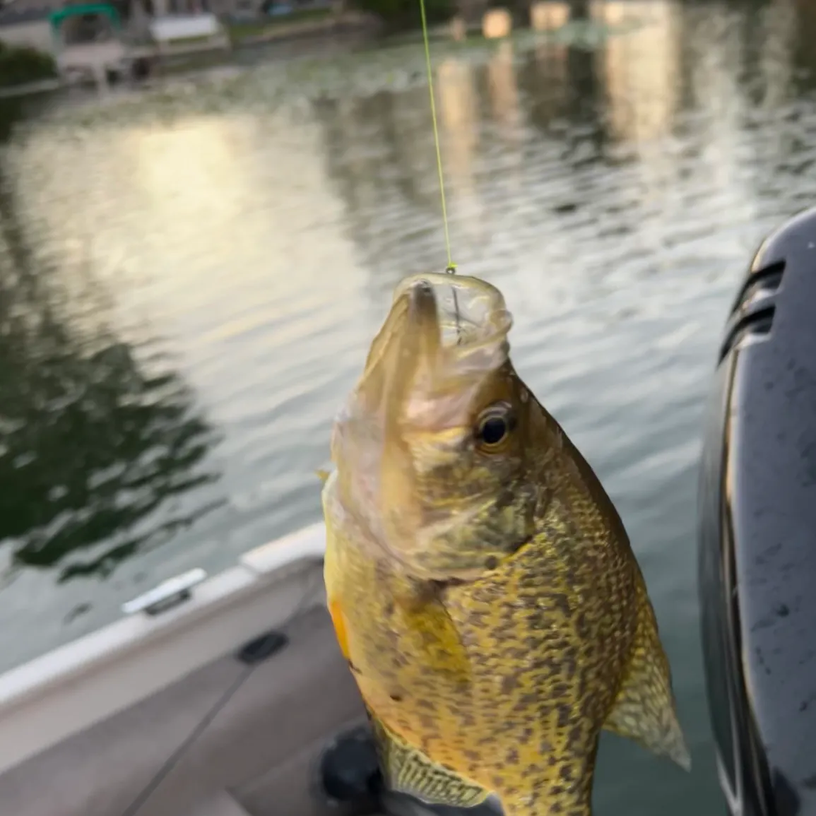 Black crappie caught on Fishbrain