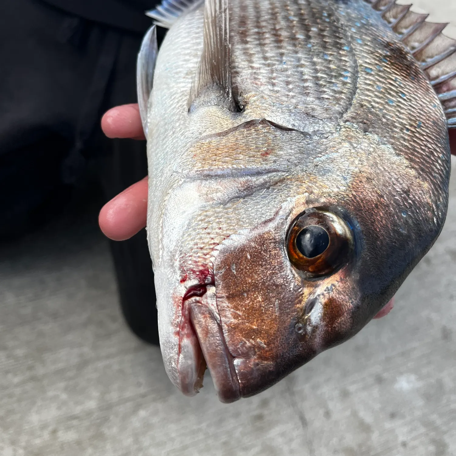 Australasian snapper caught on Fishbrain
