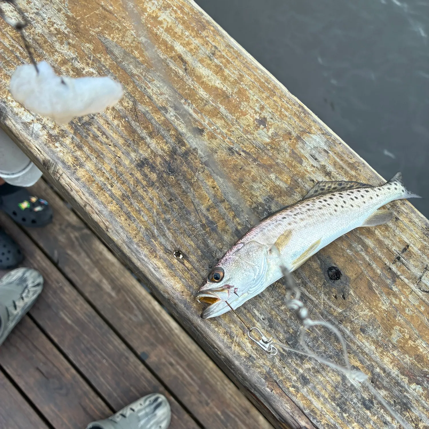Spotted seatrout caught on Fishbrain