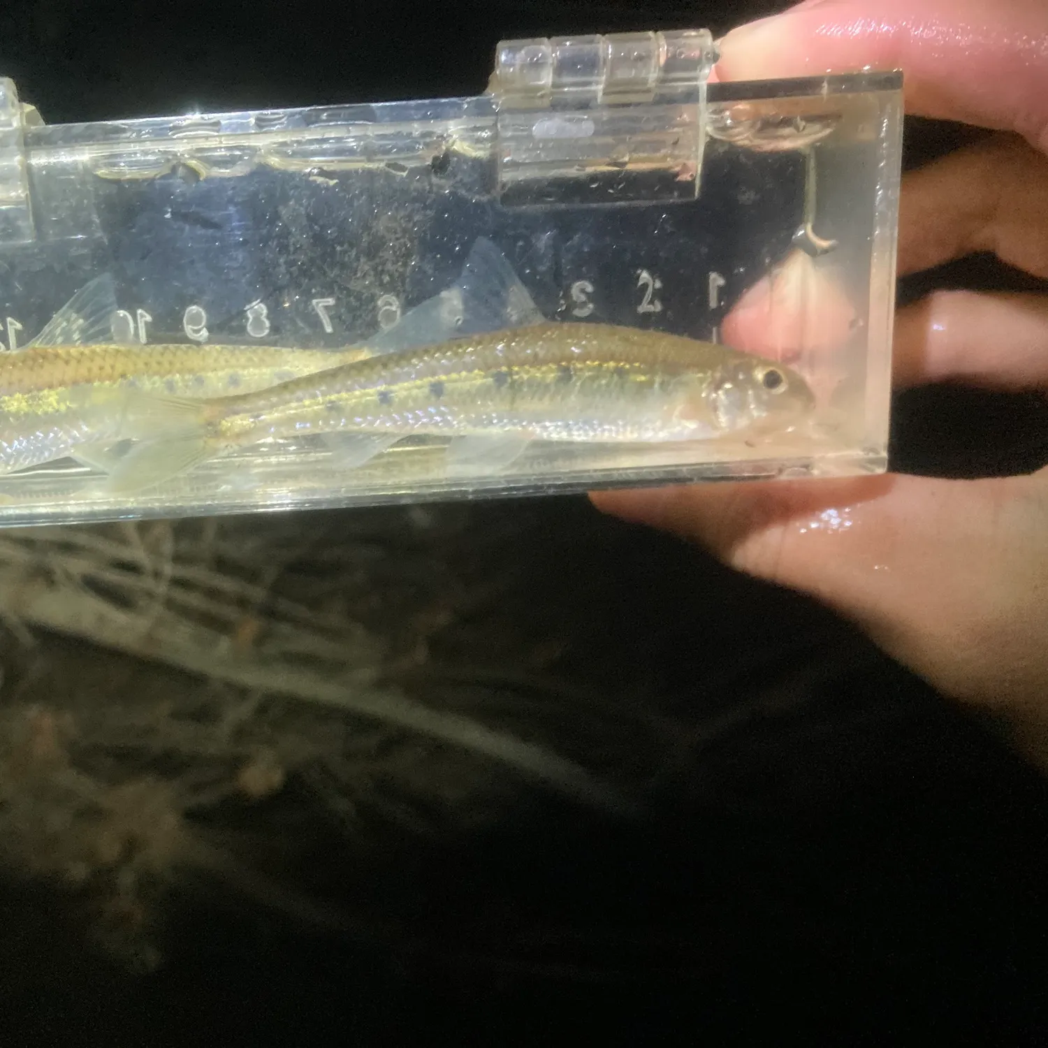 The most recent Streamline chub catches on Fishbrain