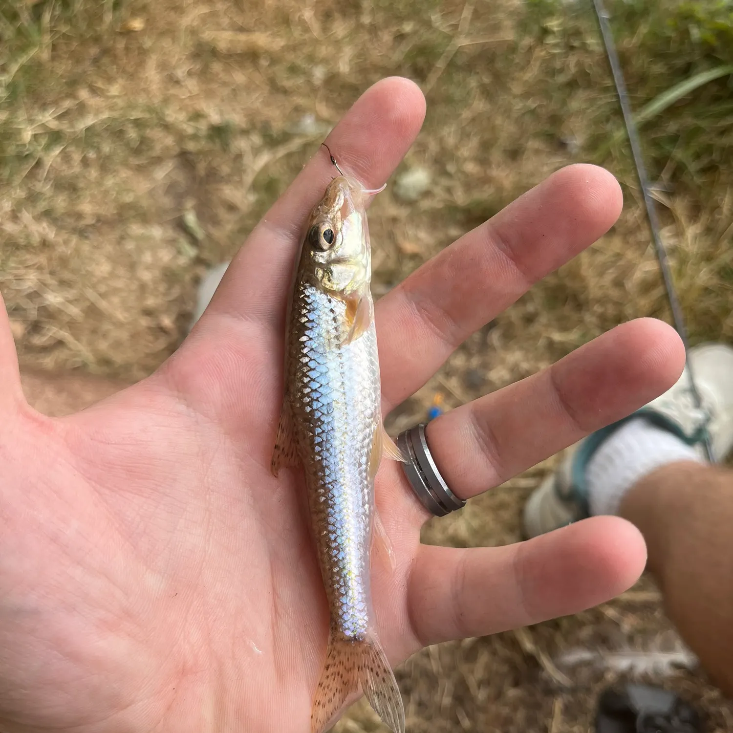 The most recent Gudgeon catches on Fishbrain