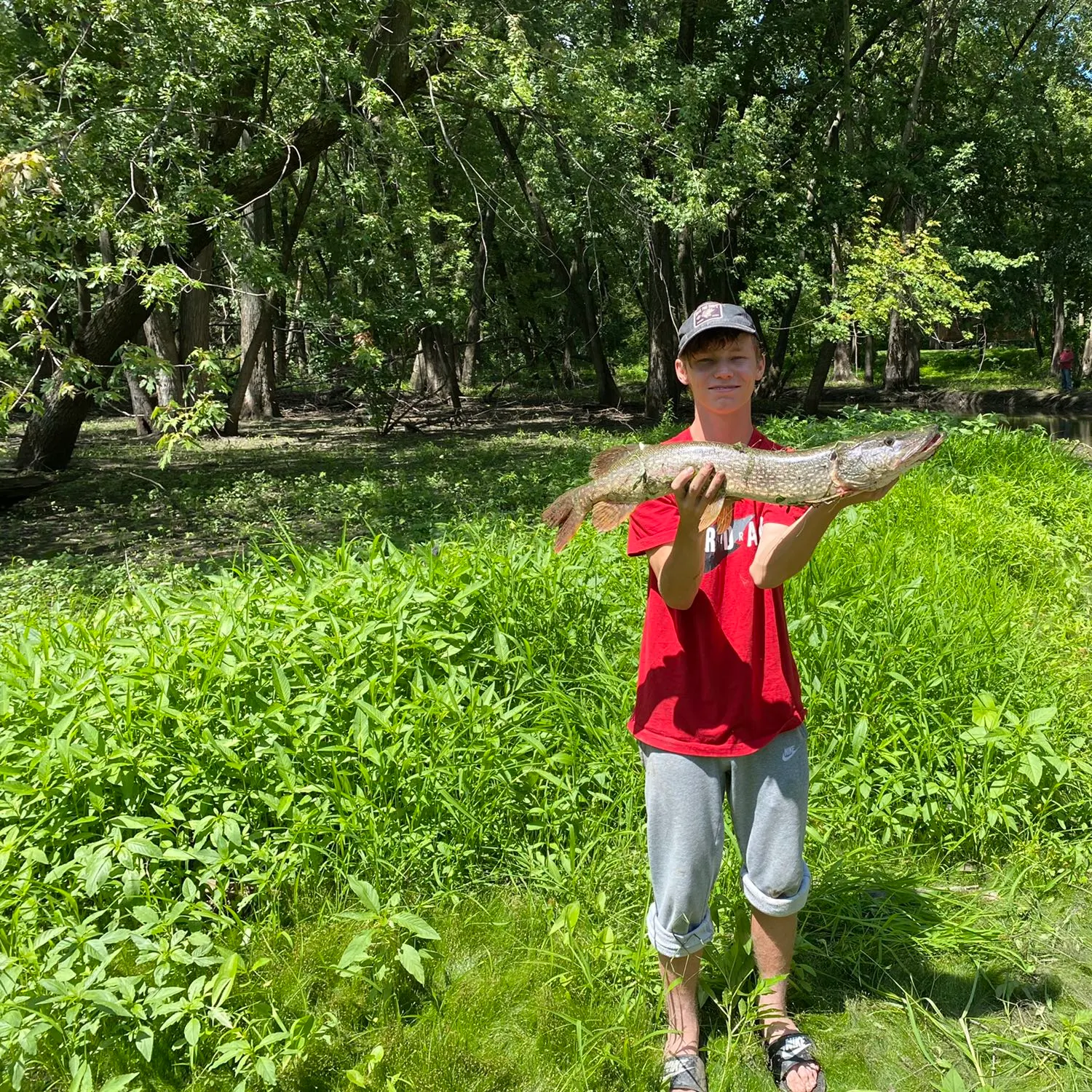 Northern pike caught on Fishbrain