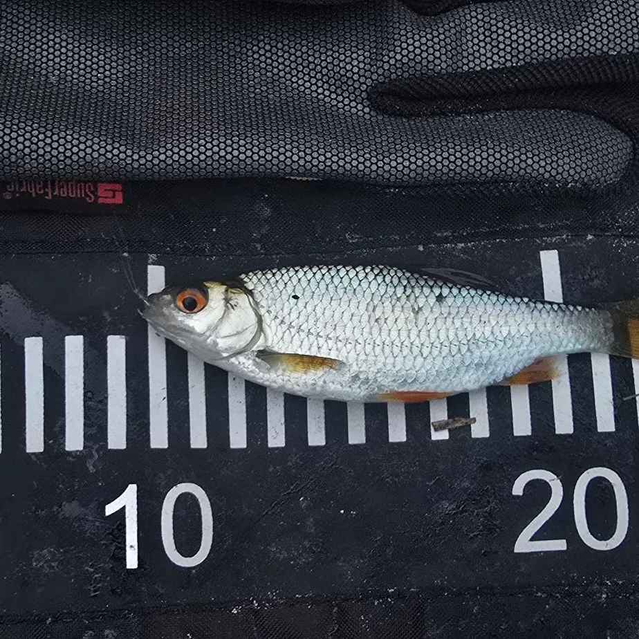Common roach caught on Fishbrain