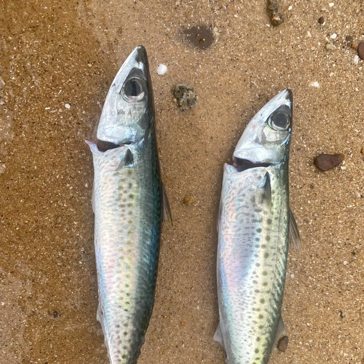 The most recent Narrow-barred Spanish mackerel catches on Fishbrain