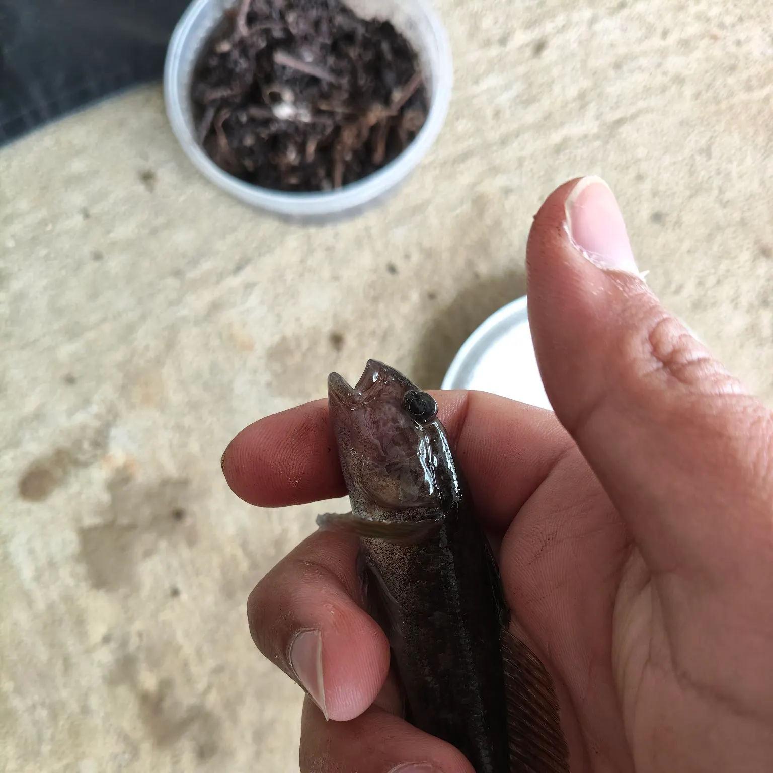 The most recent Round goby catches on Fishbrain