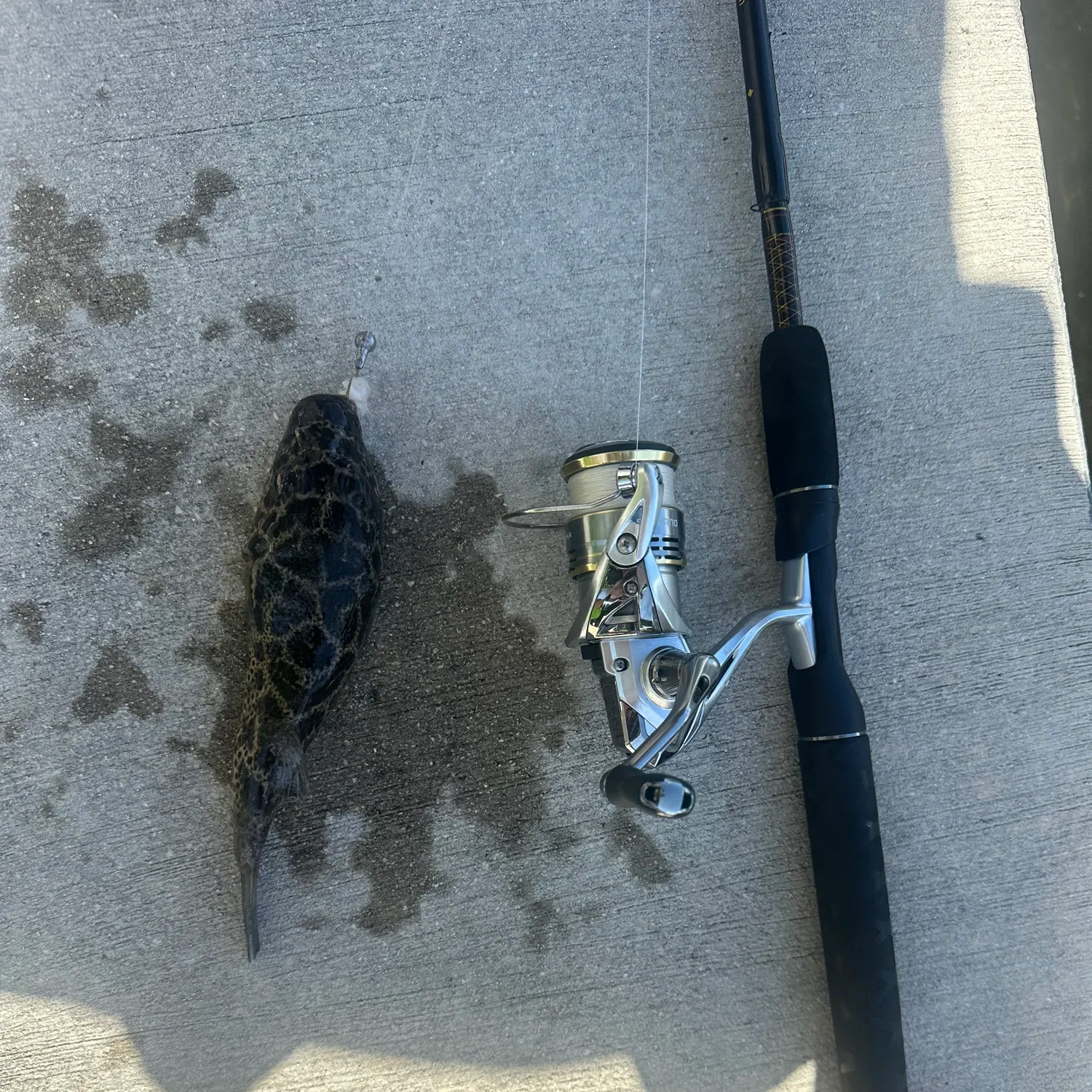 recently logged catches