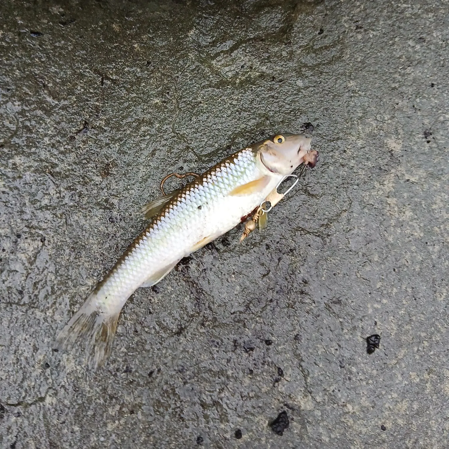 Fallfish caught on Fishbrain