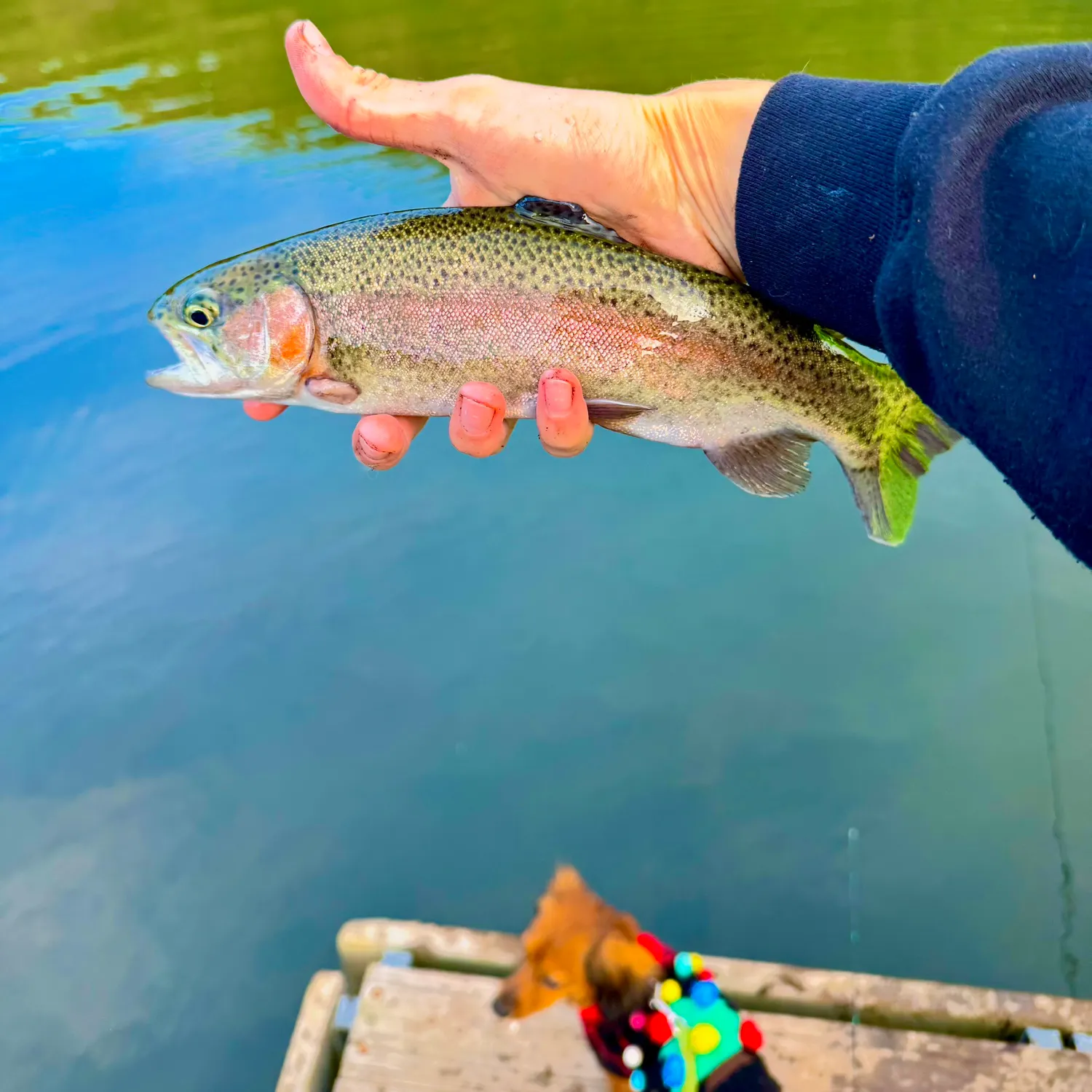 Rainbow trout caught on Fishbrain