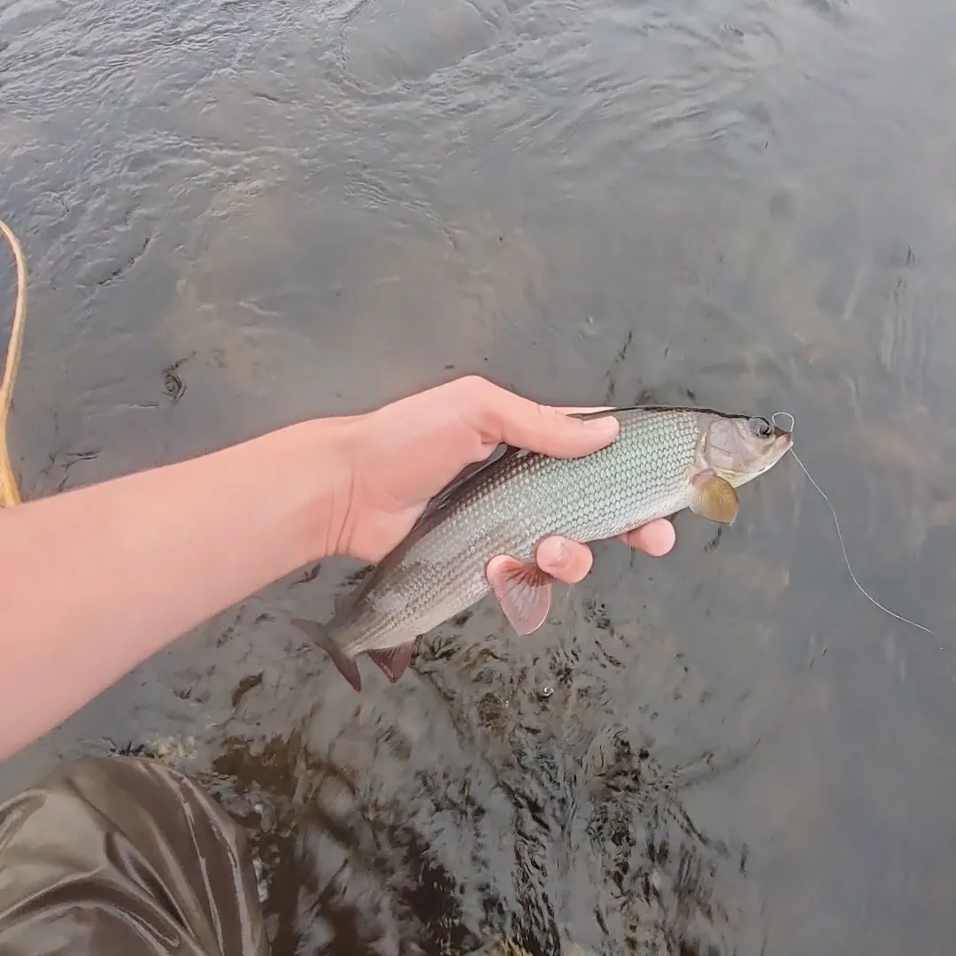 European grayling caught on Fishbrain