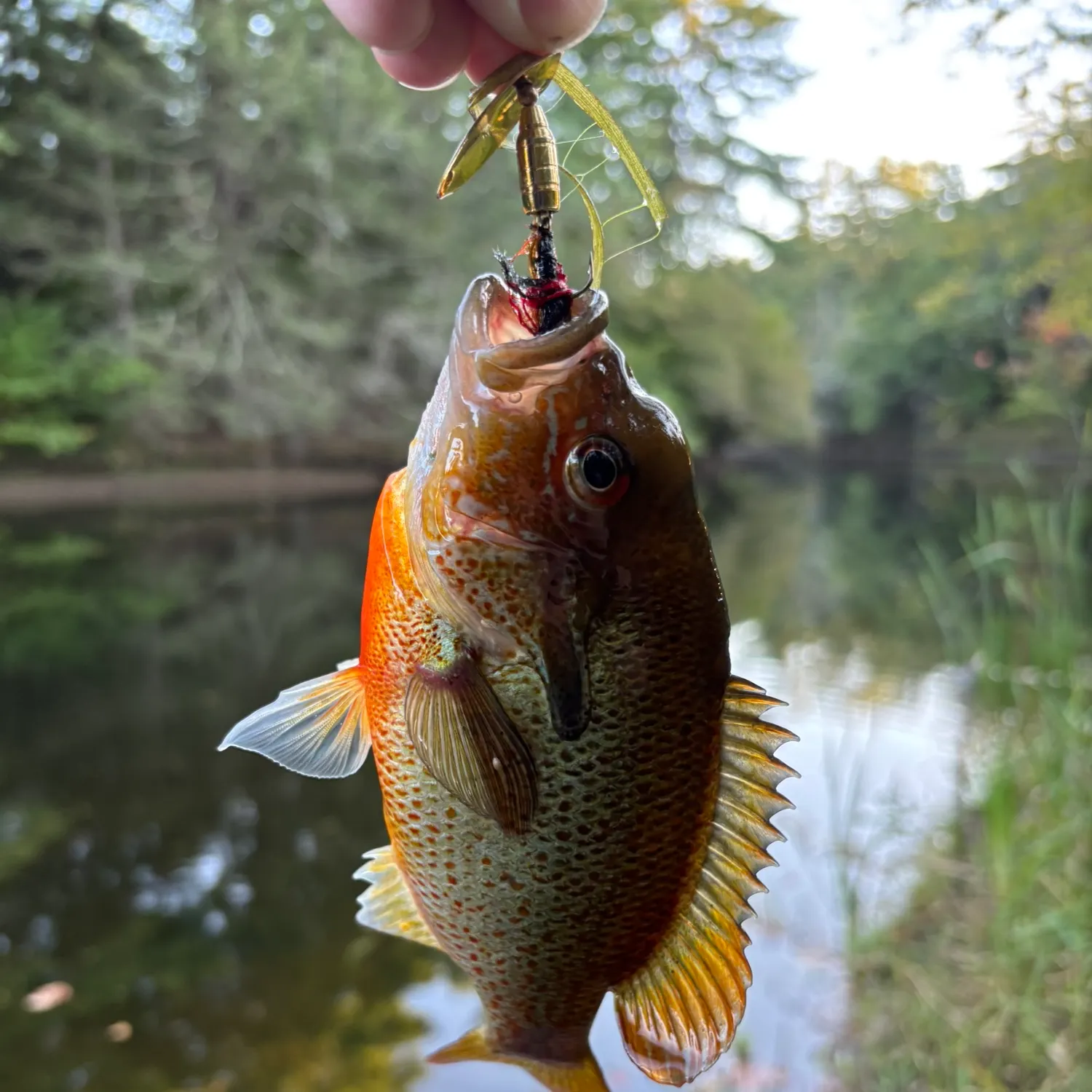 Pumpkinseed caught on Fishbrain