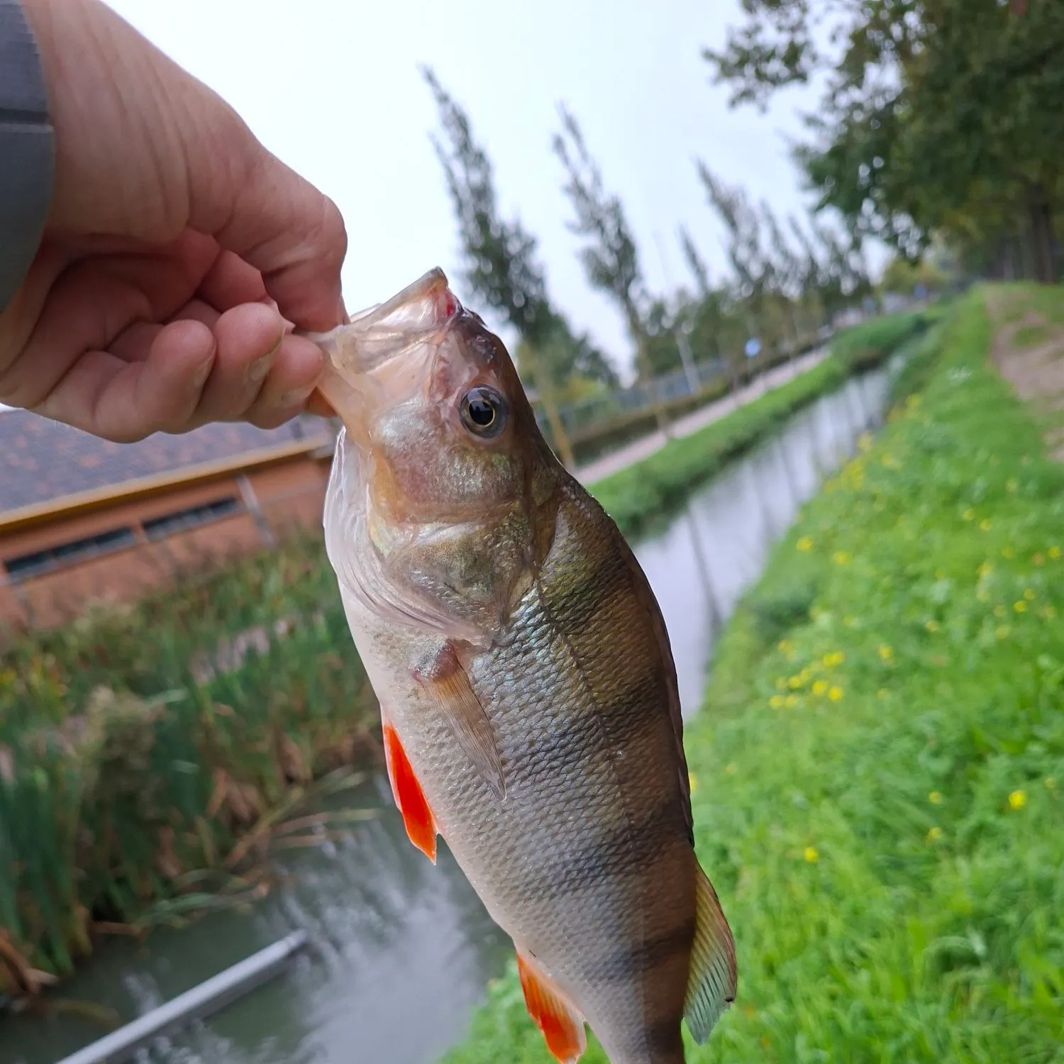 European perch caught on Fishbrain