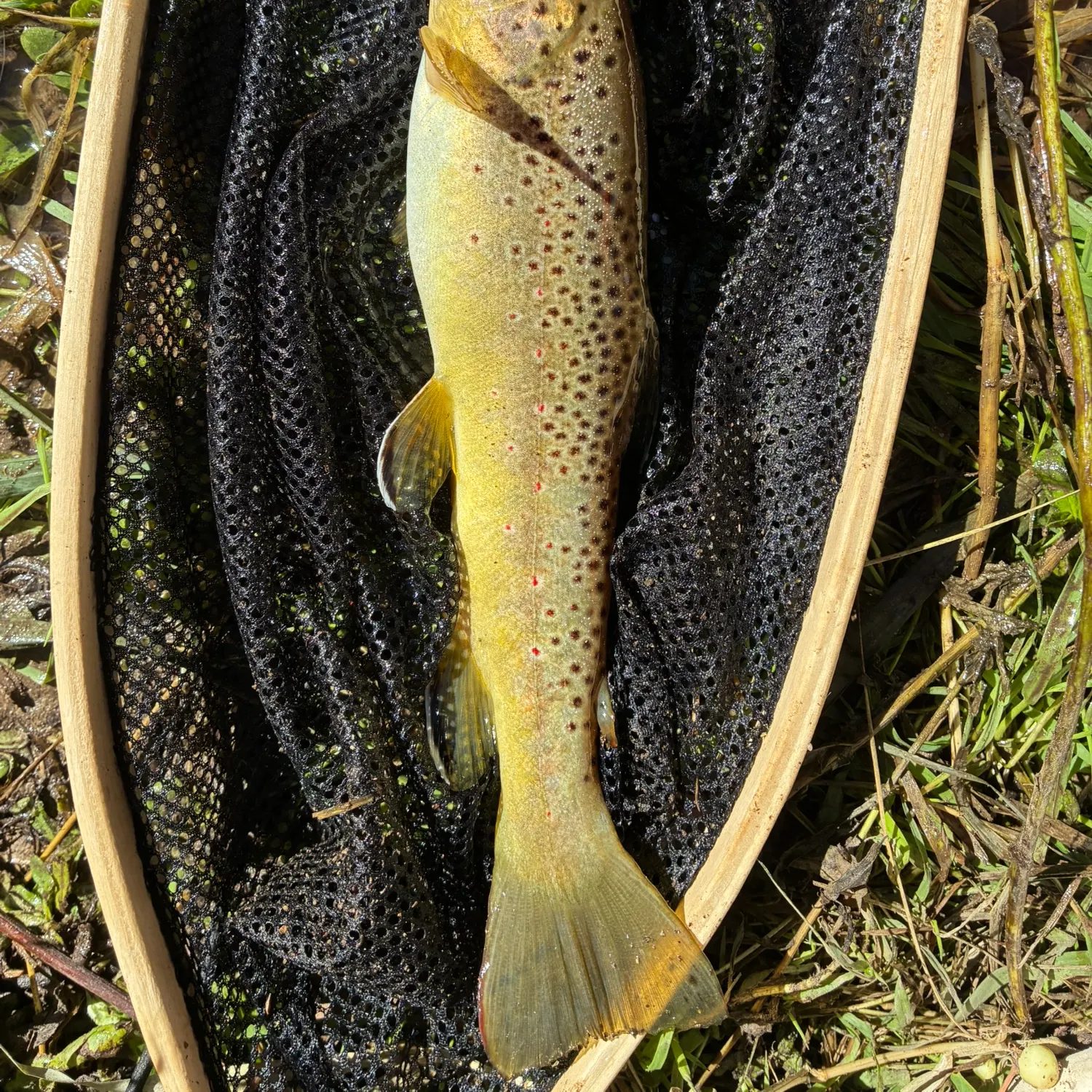 Brown trout caught on Fishbrain