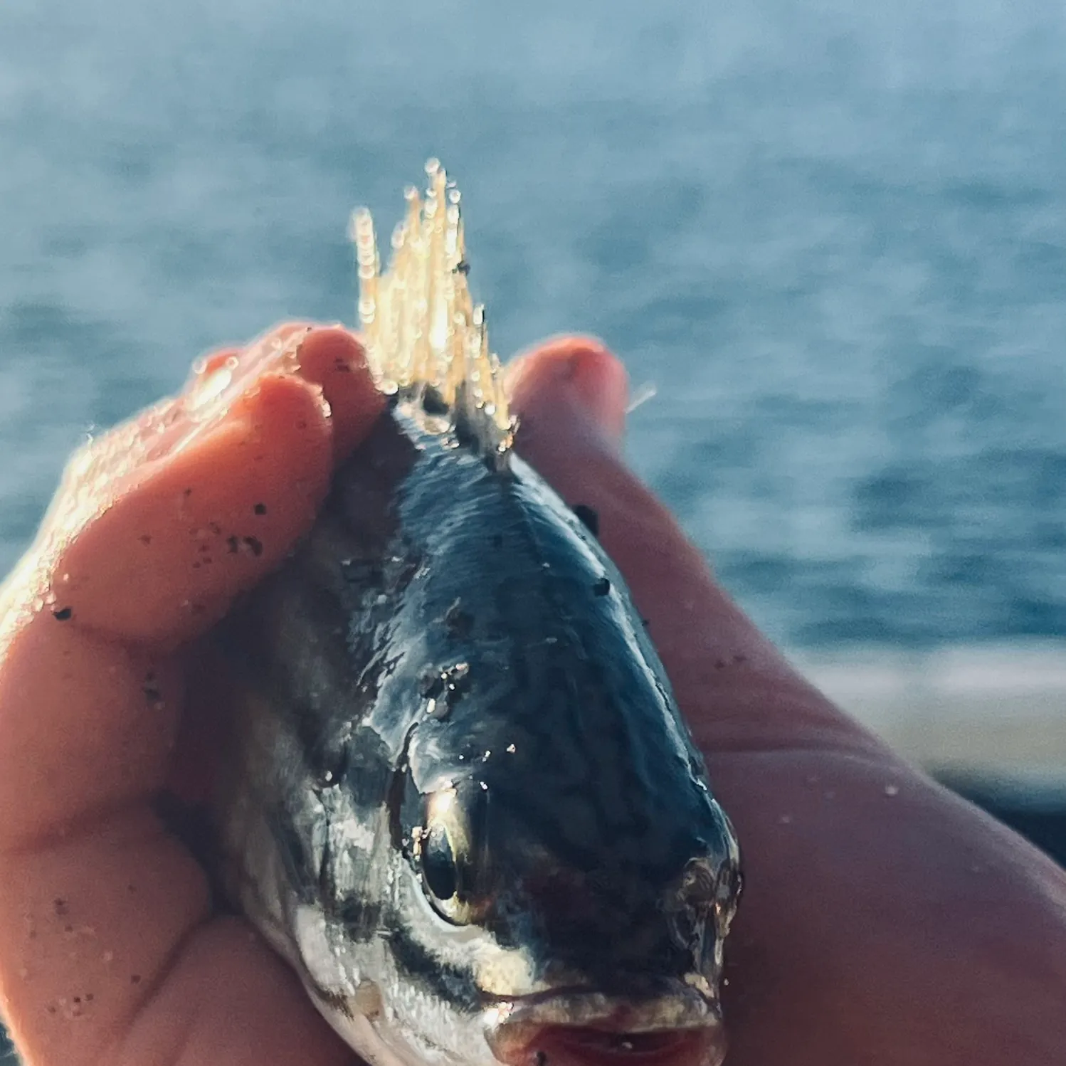 The most recent Eastern striped grunter catches on Fishbrain