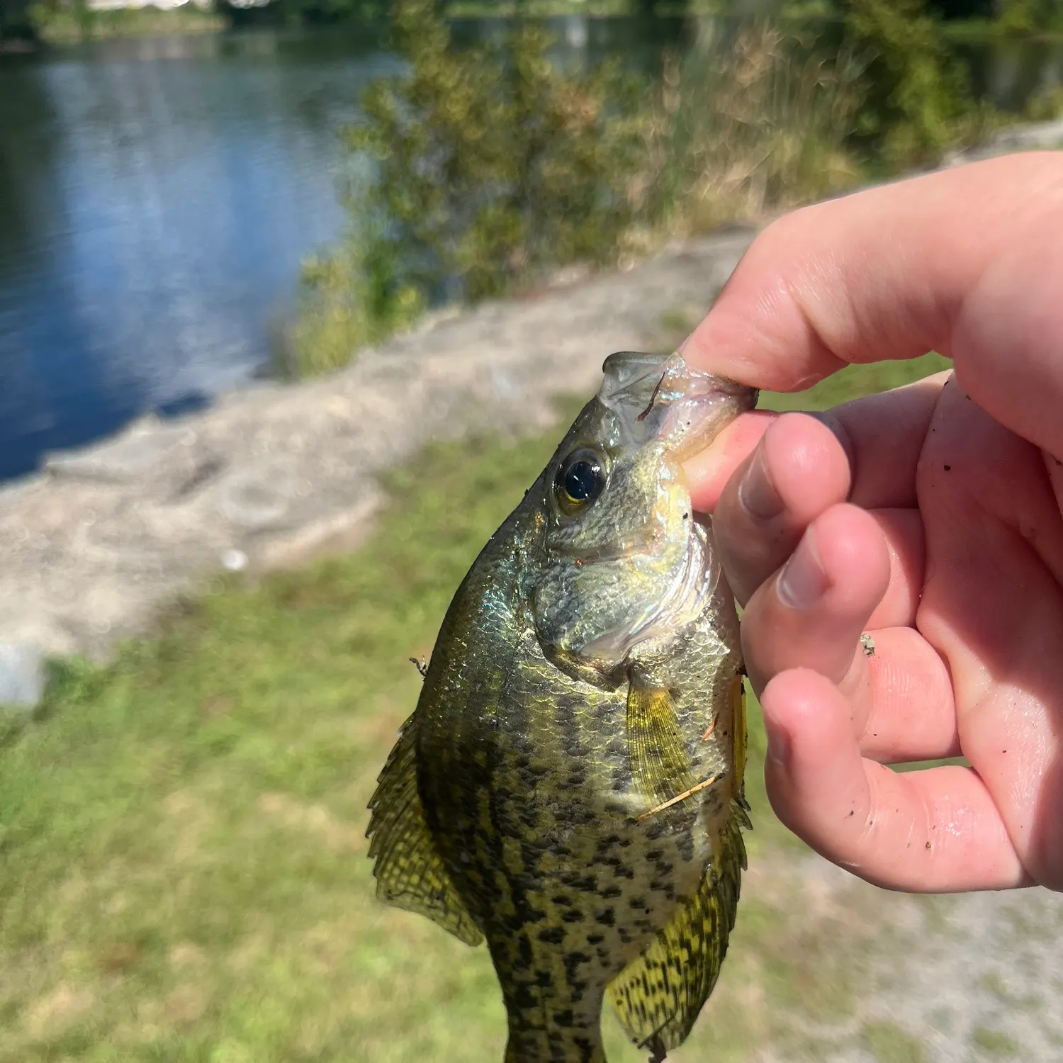 The most recent Black crappie catches on Fishbrain