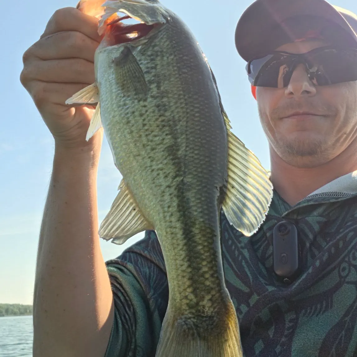 Largemouth bass caught on Fishbrain