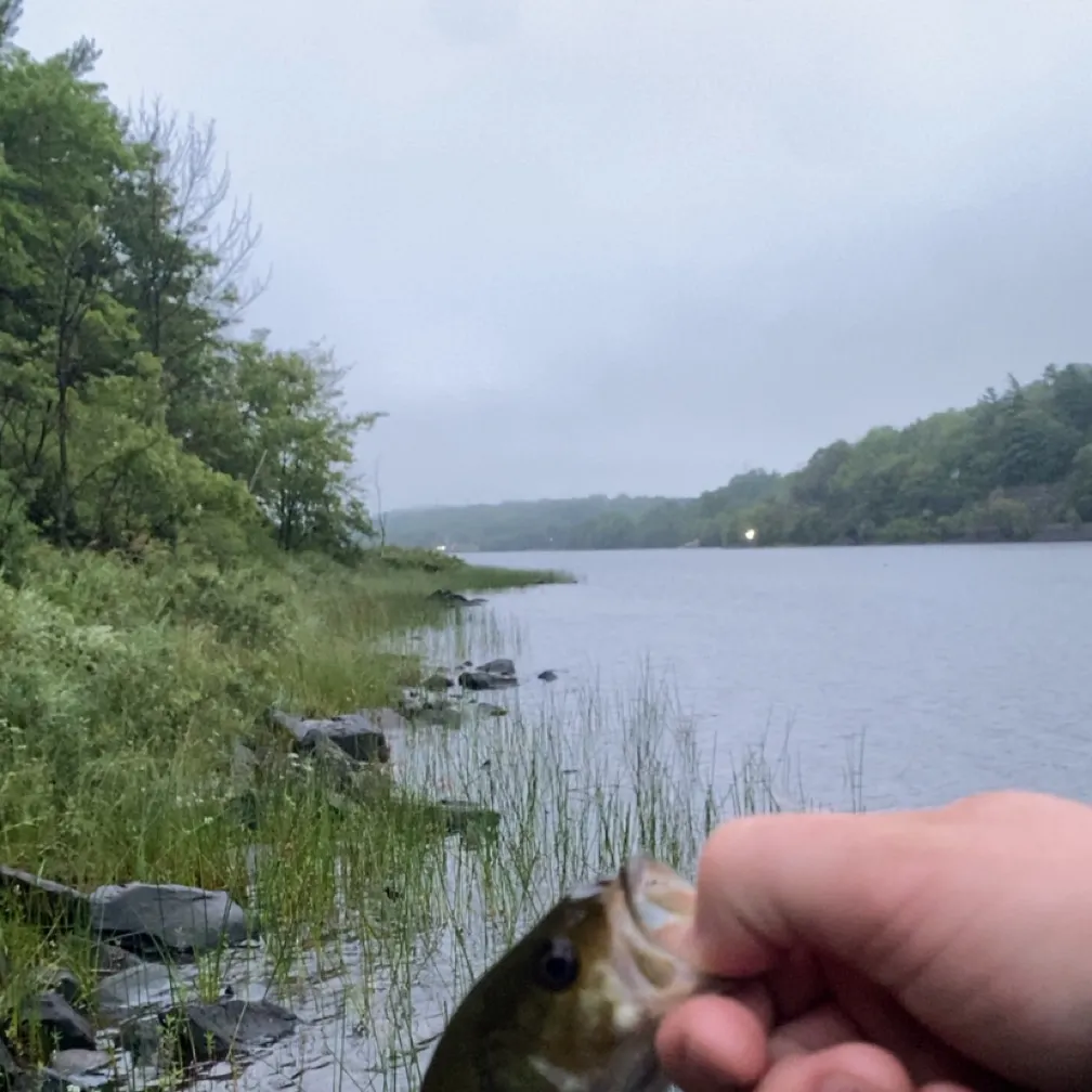 Smallmouth bass caught on Fishbrain