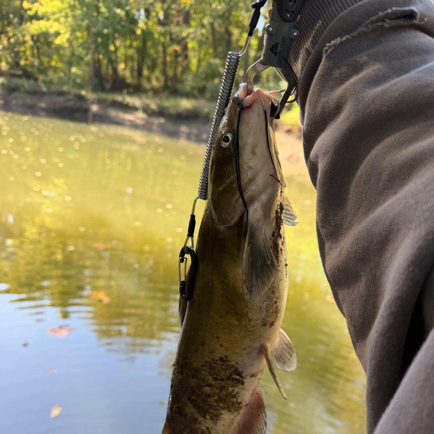 Channel catfish caught on Fishbrain