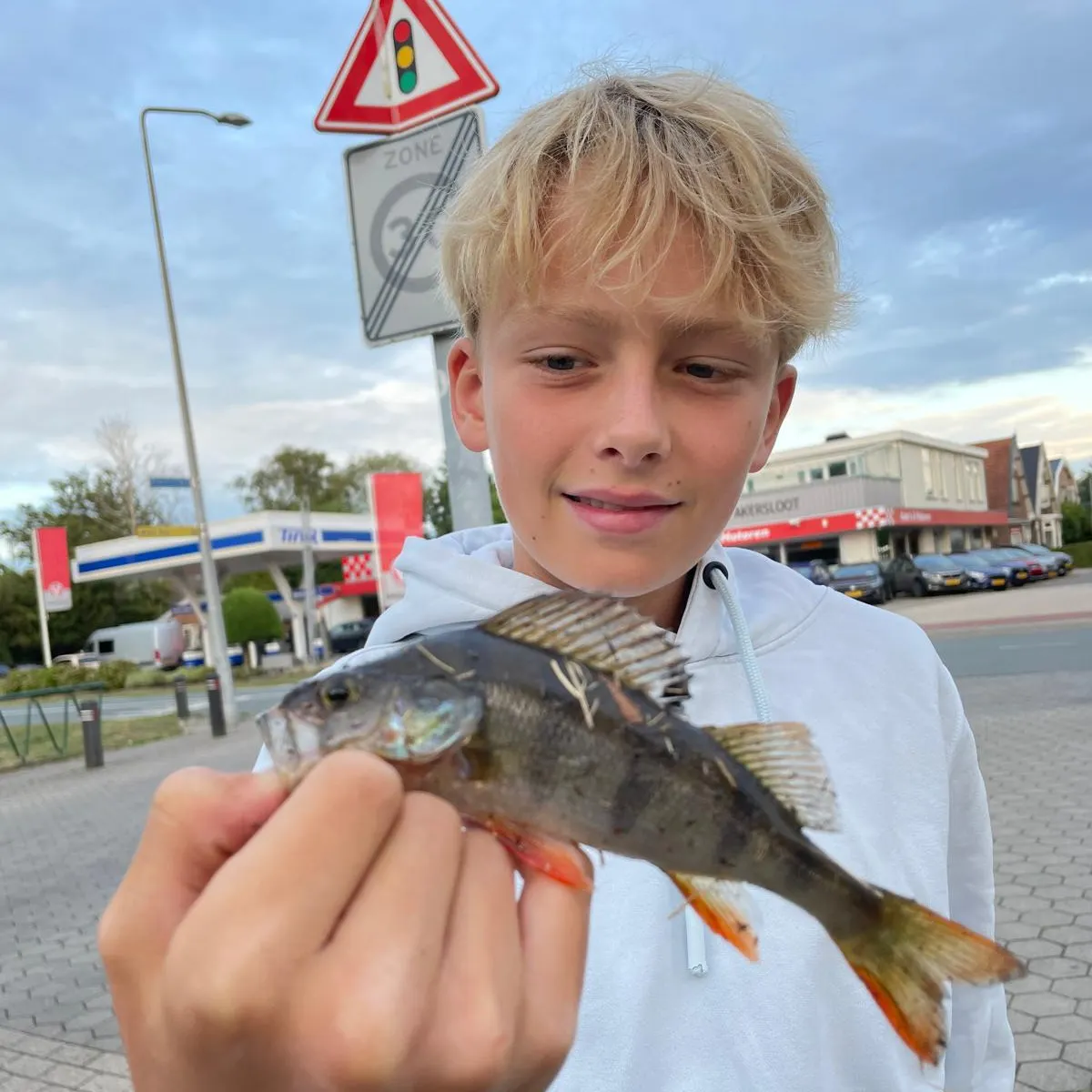 European perch caught on Fishbrain