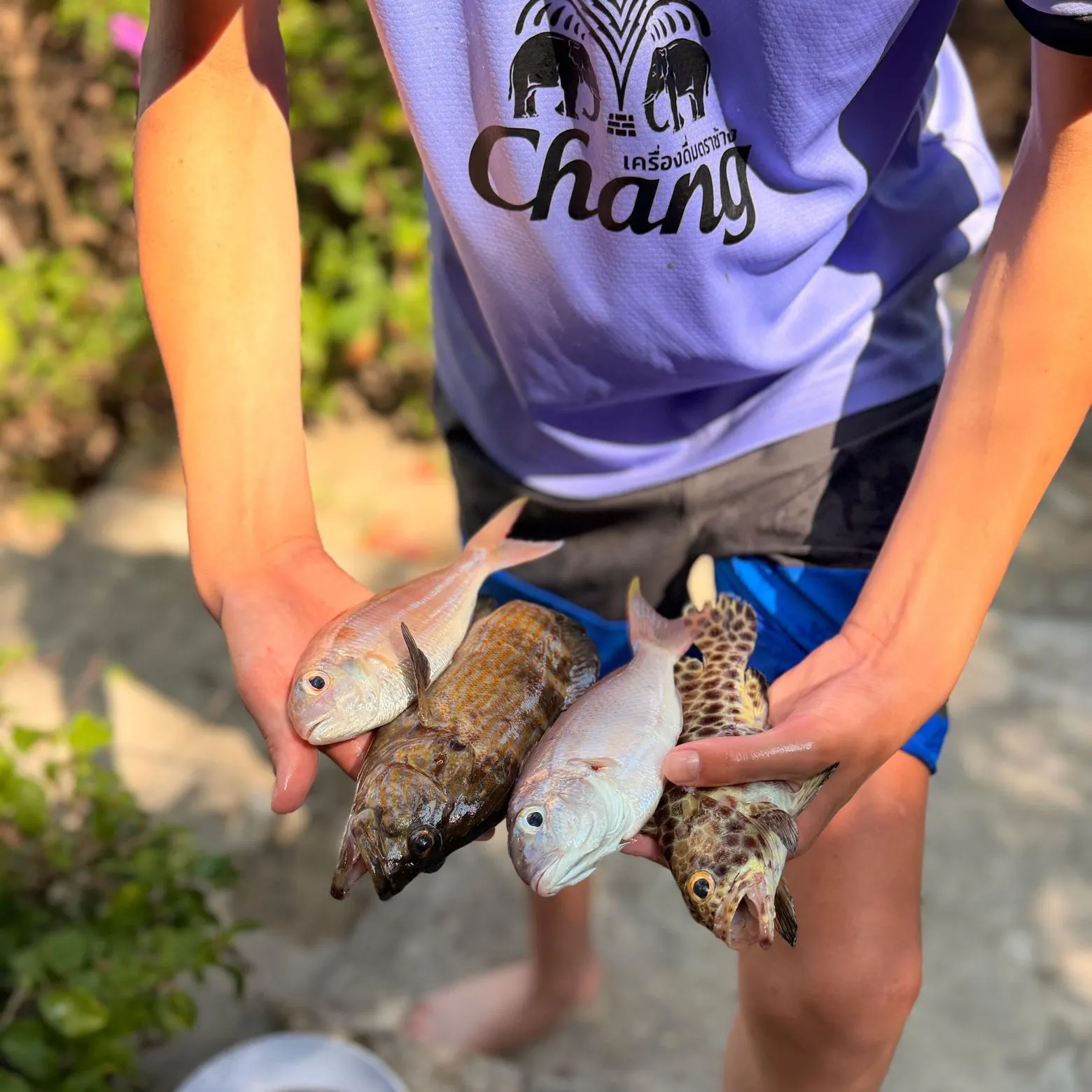 The most recent Brownstripe red snapper catches on Fishbrain