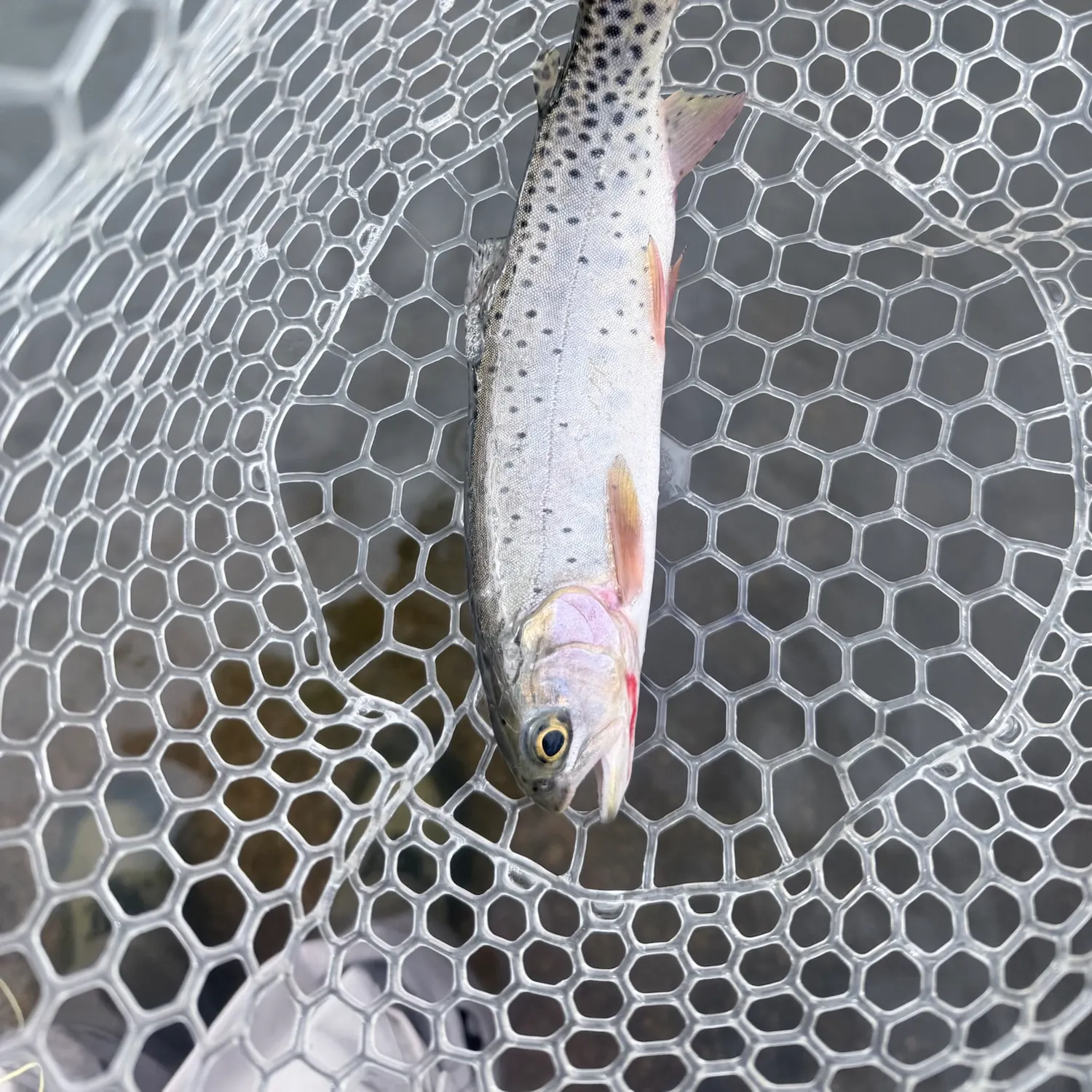 Cutthroat trout caught on Fishbrain