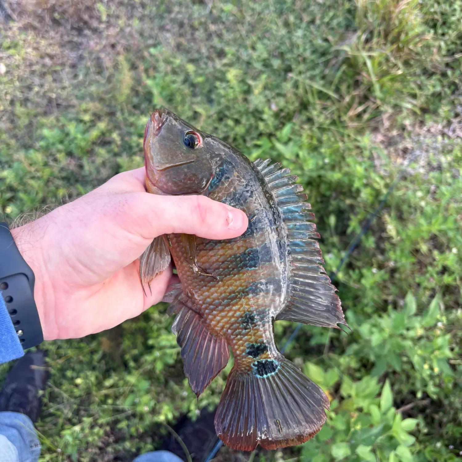 The most recent Mayan cichlid catches on Fishbrain
