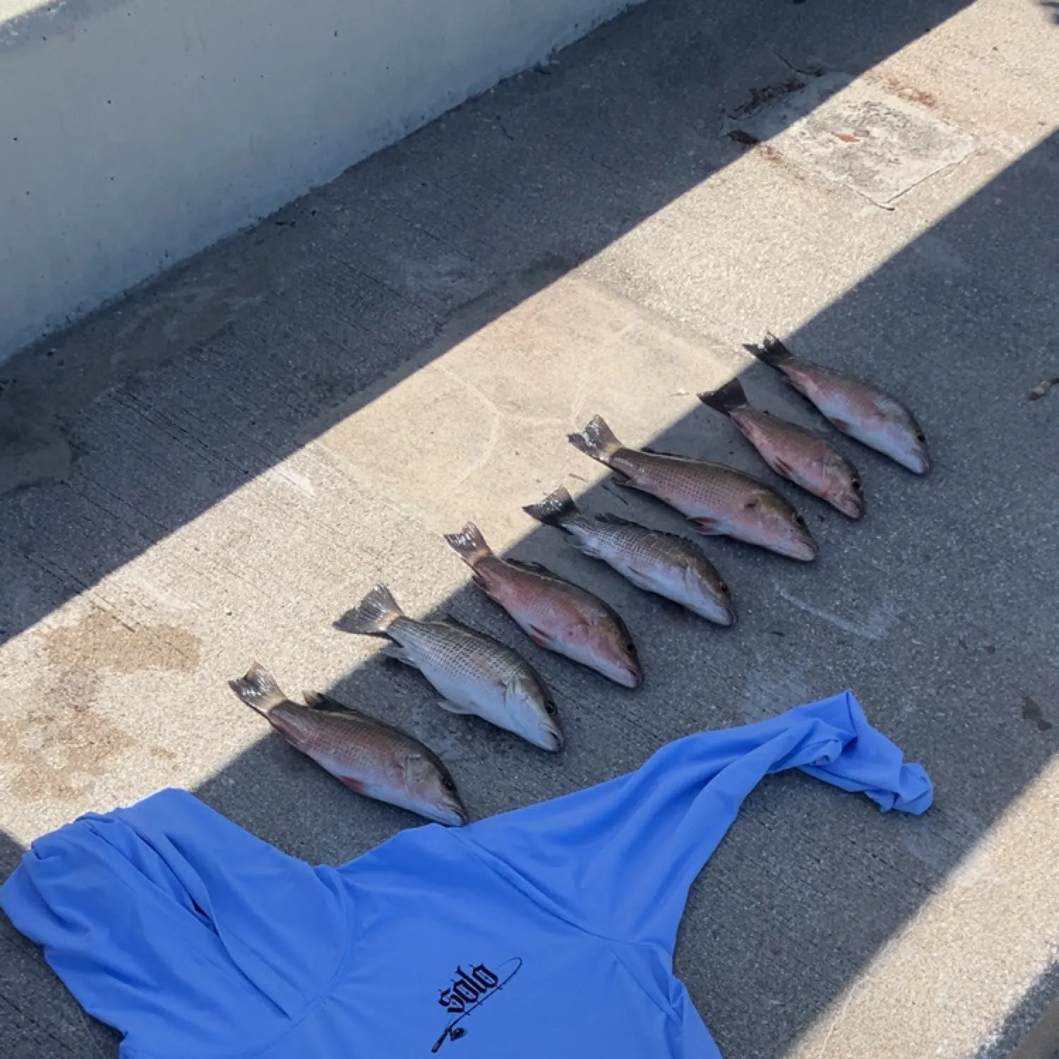 The most recent Mangrove snapper catches on Fishbrain