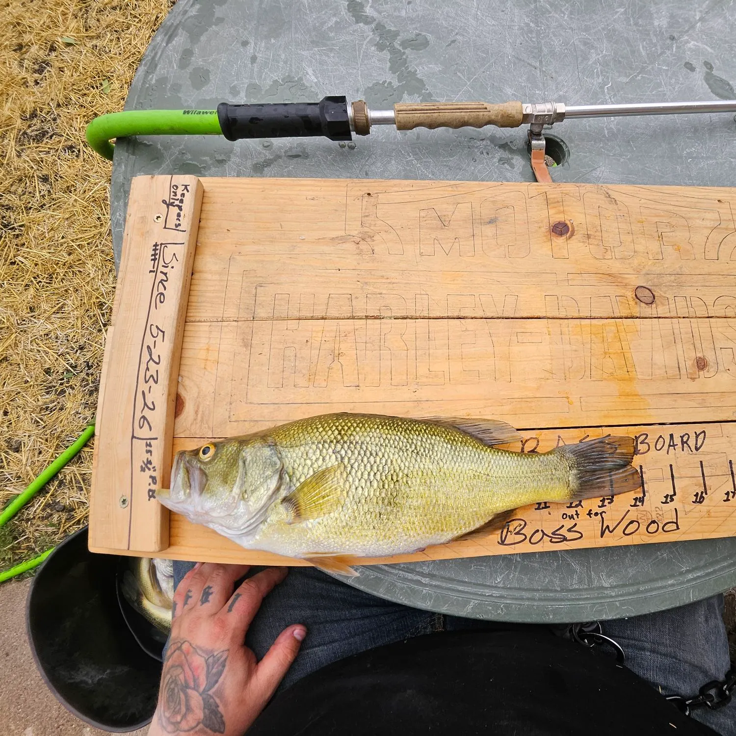 recently logged catches