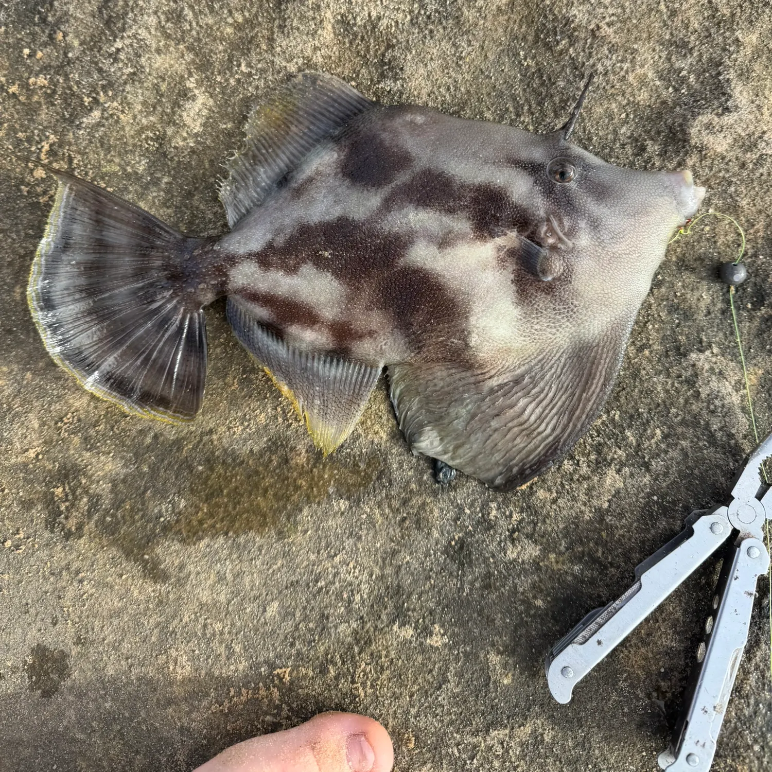 recently logged catches