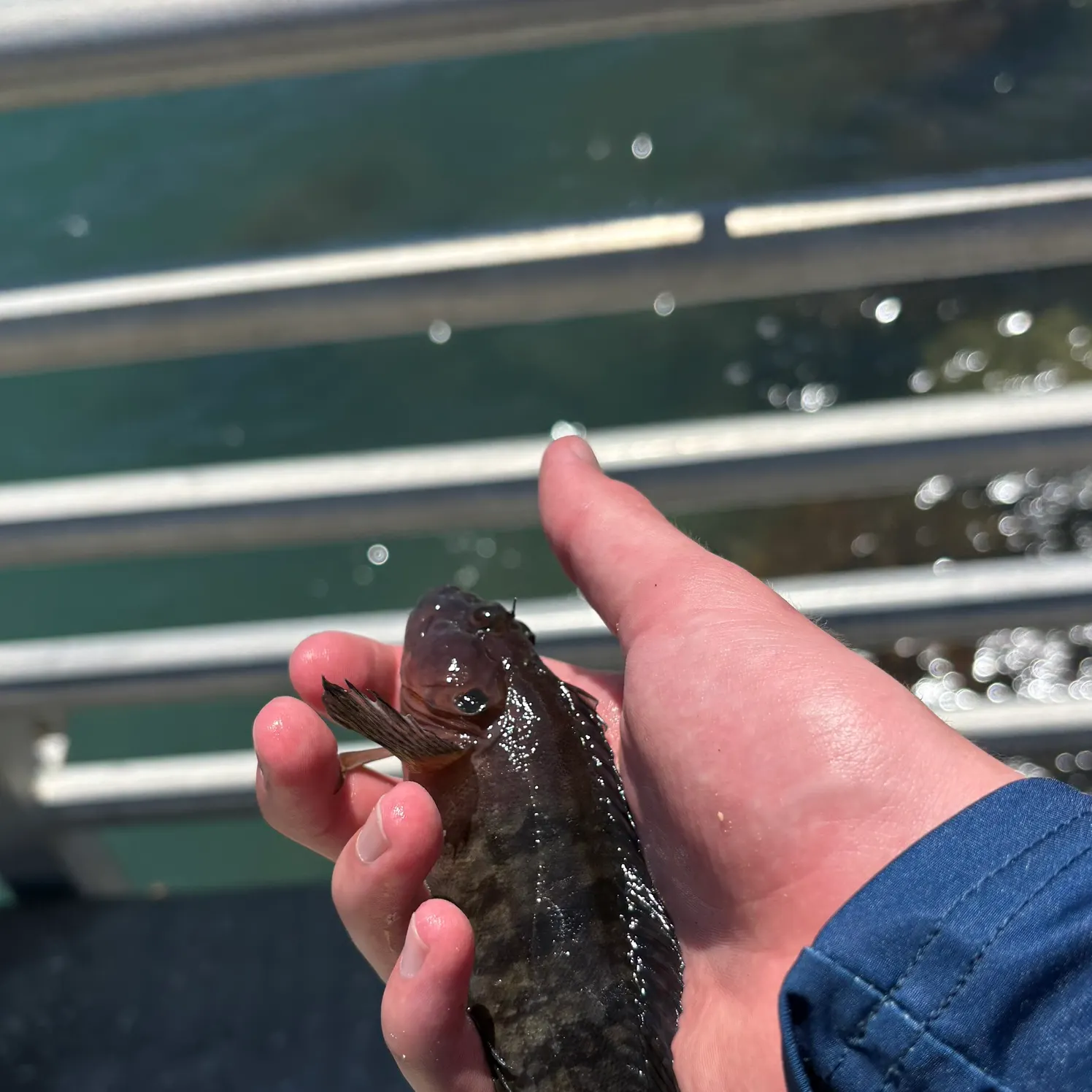 The most recent Hairy blenny catches on Fishbrain