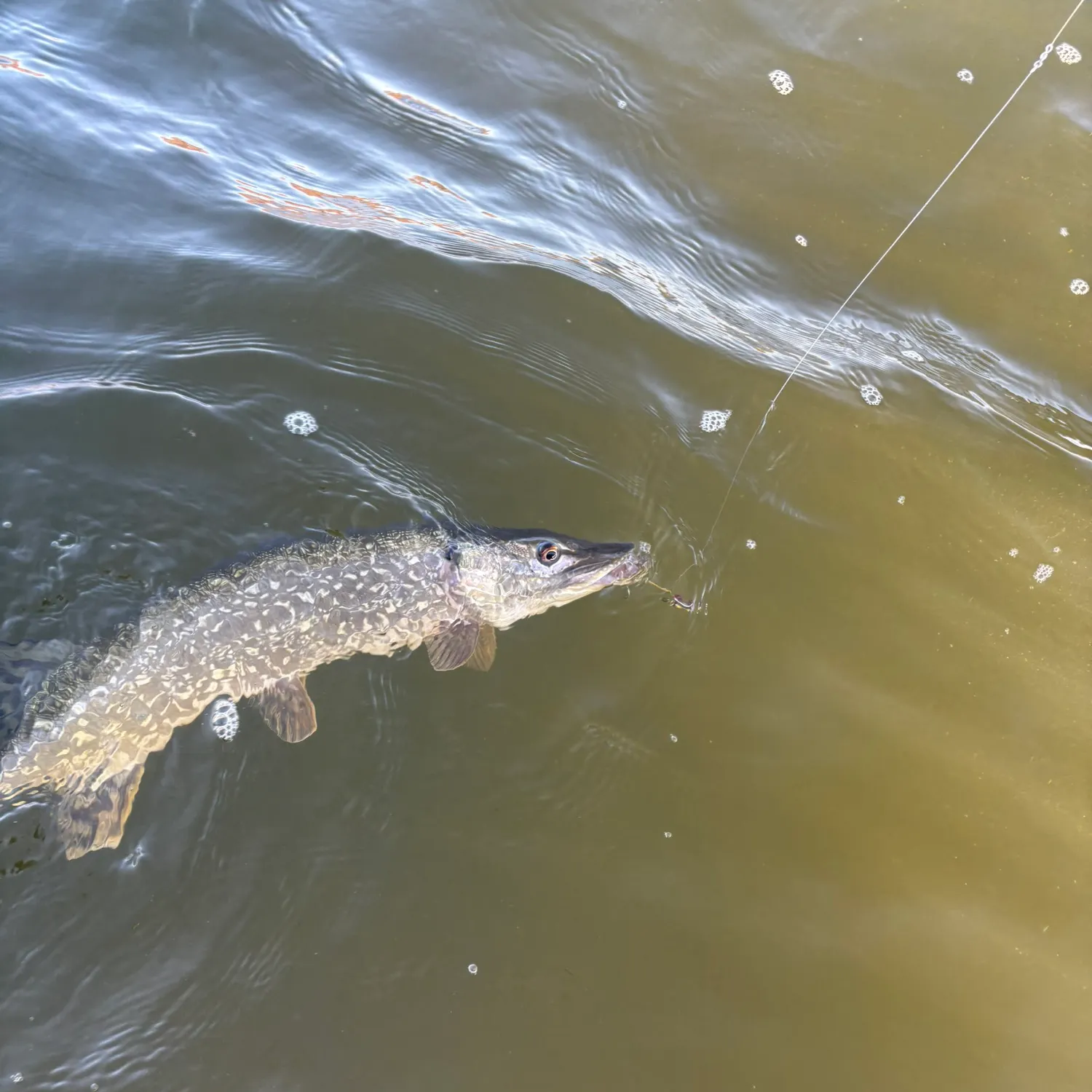 Northern pike caught on Fishbrain