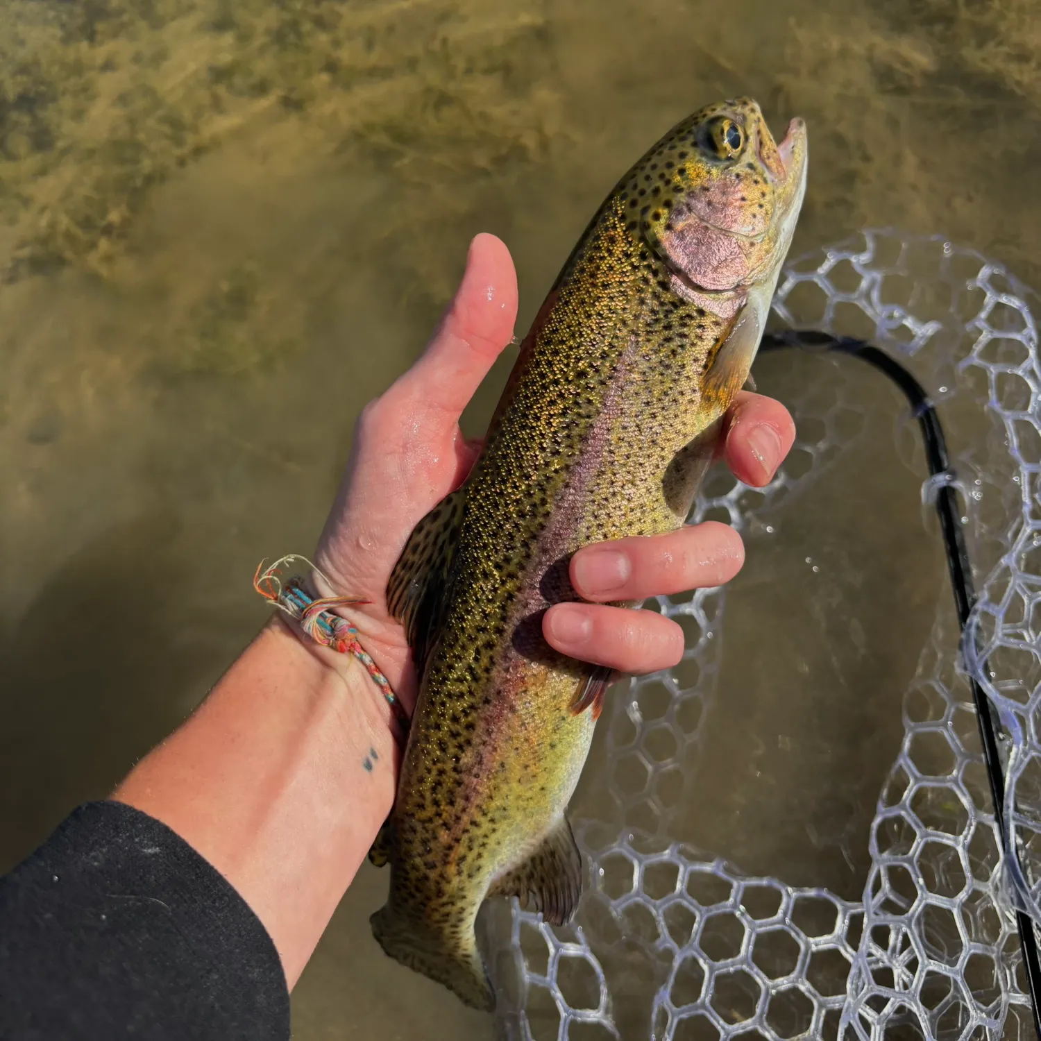 Cutbow caught on Fishbrain