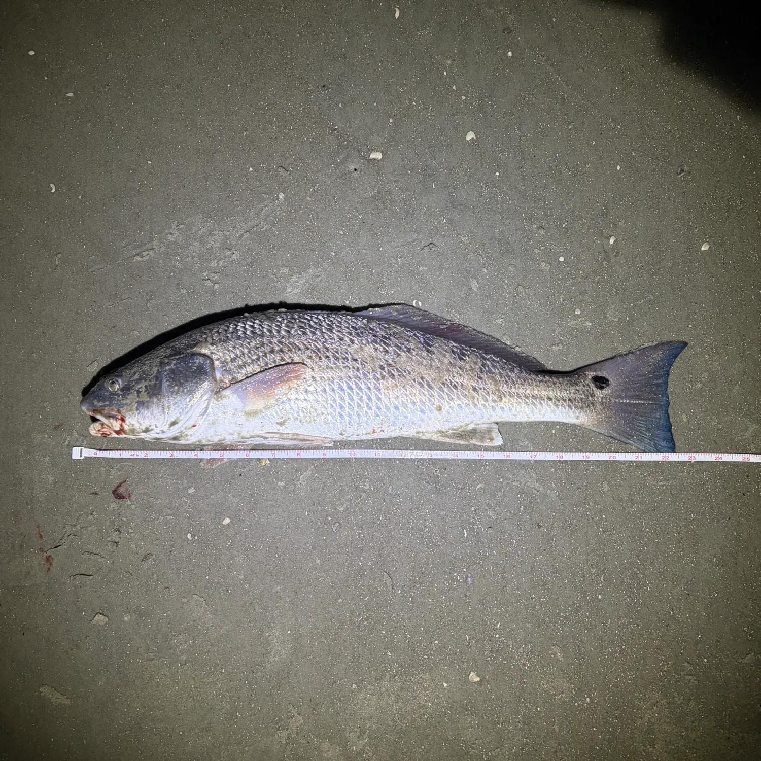 Red drum caught on Fishbrain