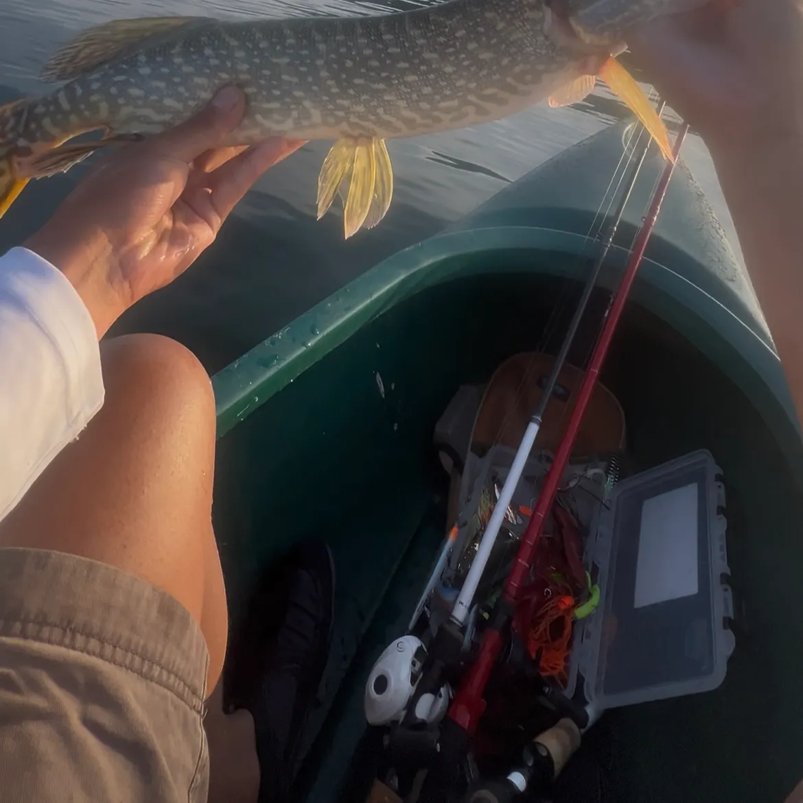 Northern pike caught on Fishbrain