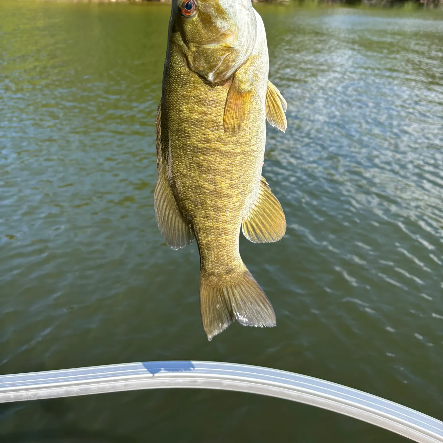 Smallmouth bass caught on Fishbrain